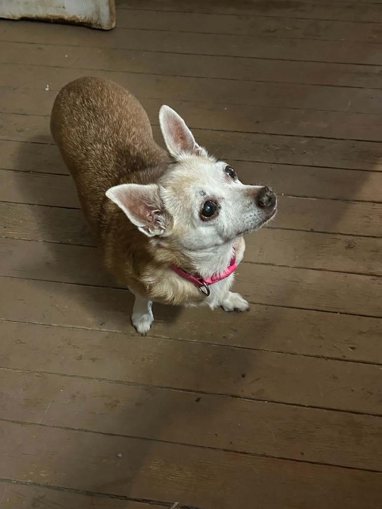 Enlarge Daisy Elise, a Adoptable Chihuahua in Columbus, OH image 1/6