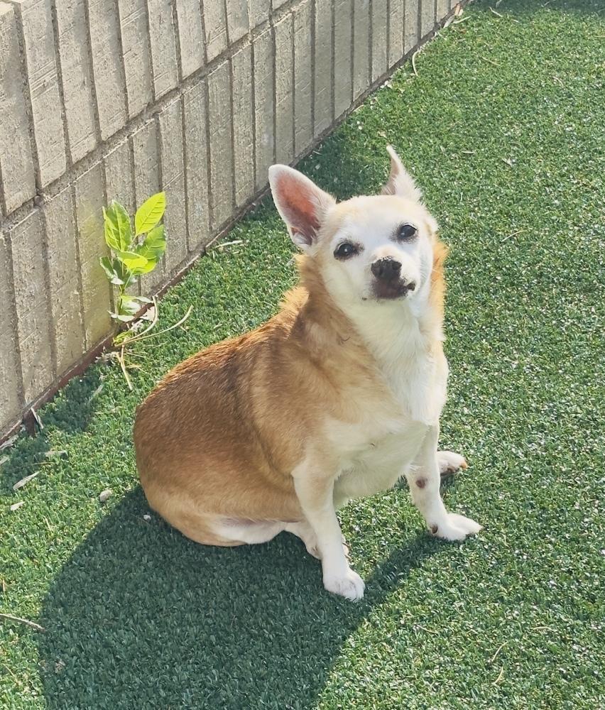 Enlarge Daisy Elise, a Adoptable Chihuahua in Columbus, OH image 2/6
