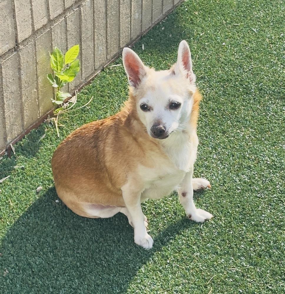 Enlarge Daisy Elise, a Adoptable Chihuahua in Columbus, OH image 3/6