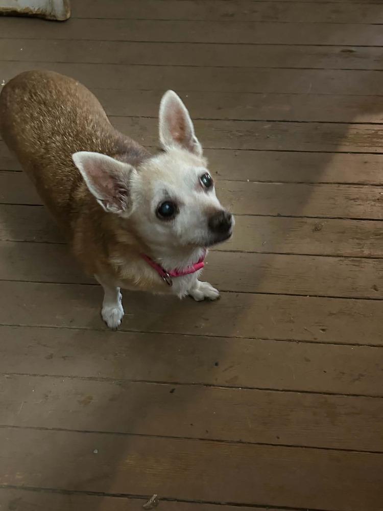 Enlarge Daisy Elise, a Adoptable Chihuahua in Columbus, OH image 4/6