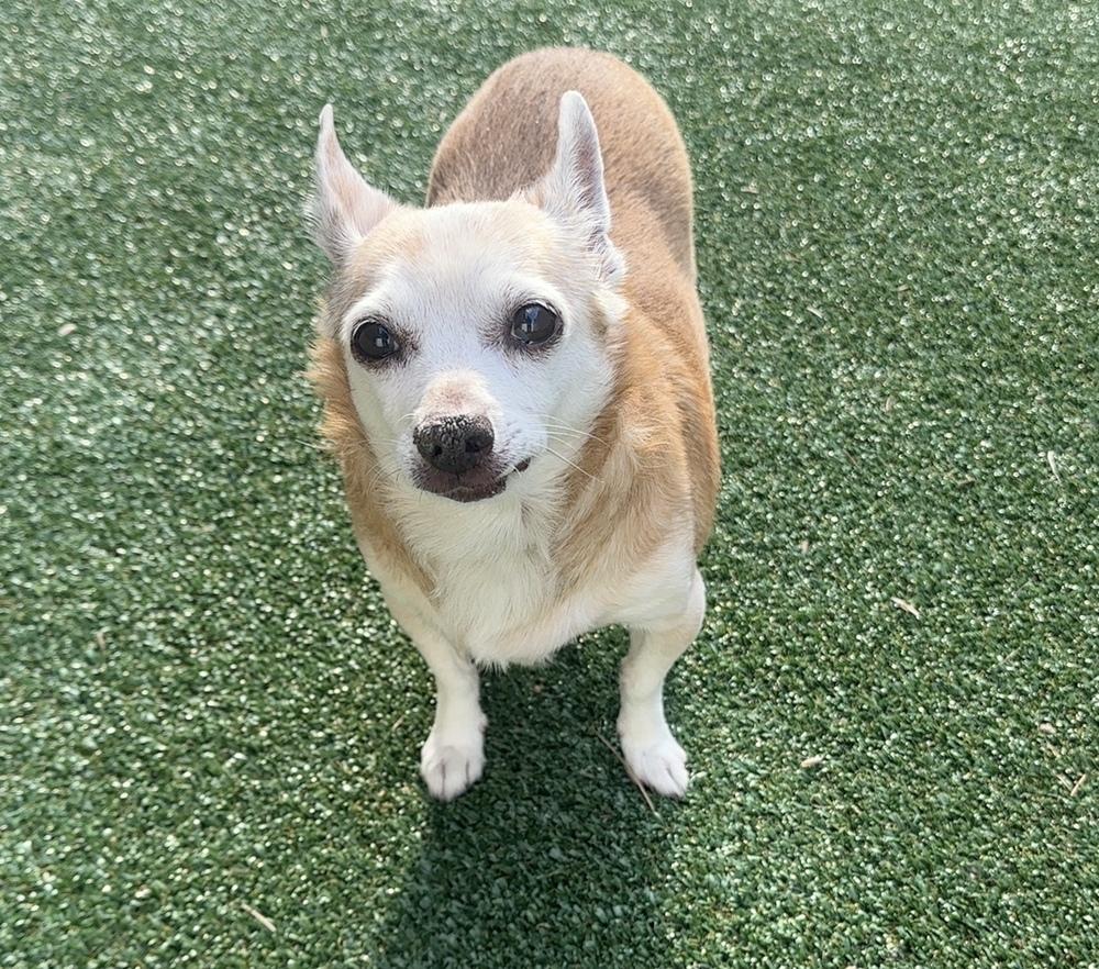 Enlarge Daisy Elise, a Adoptable Chihuahua in Columbus, OH image 5/6