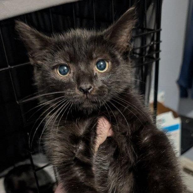 Jack (READ!), a Adoptable American Shorthair in Pikesville, MD image 1/3