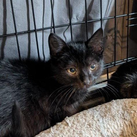Jack (READ!), a Adoptable American Shorthair in Pikesville, MD image 2/3