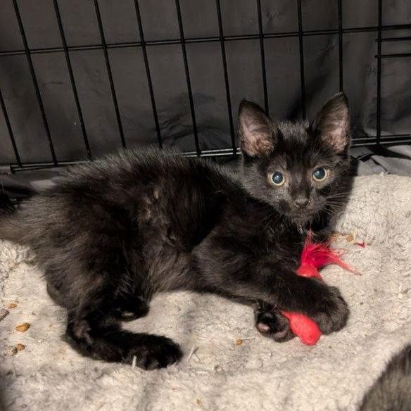 Jack (READ!), a Adoptable American Shorthair in Pikesville, MD image 3/3