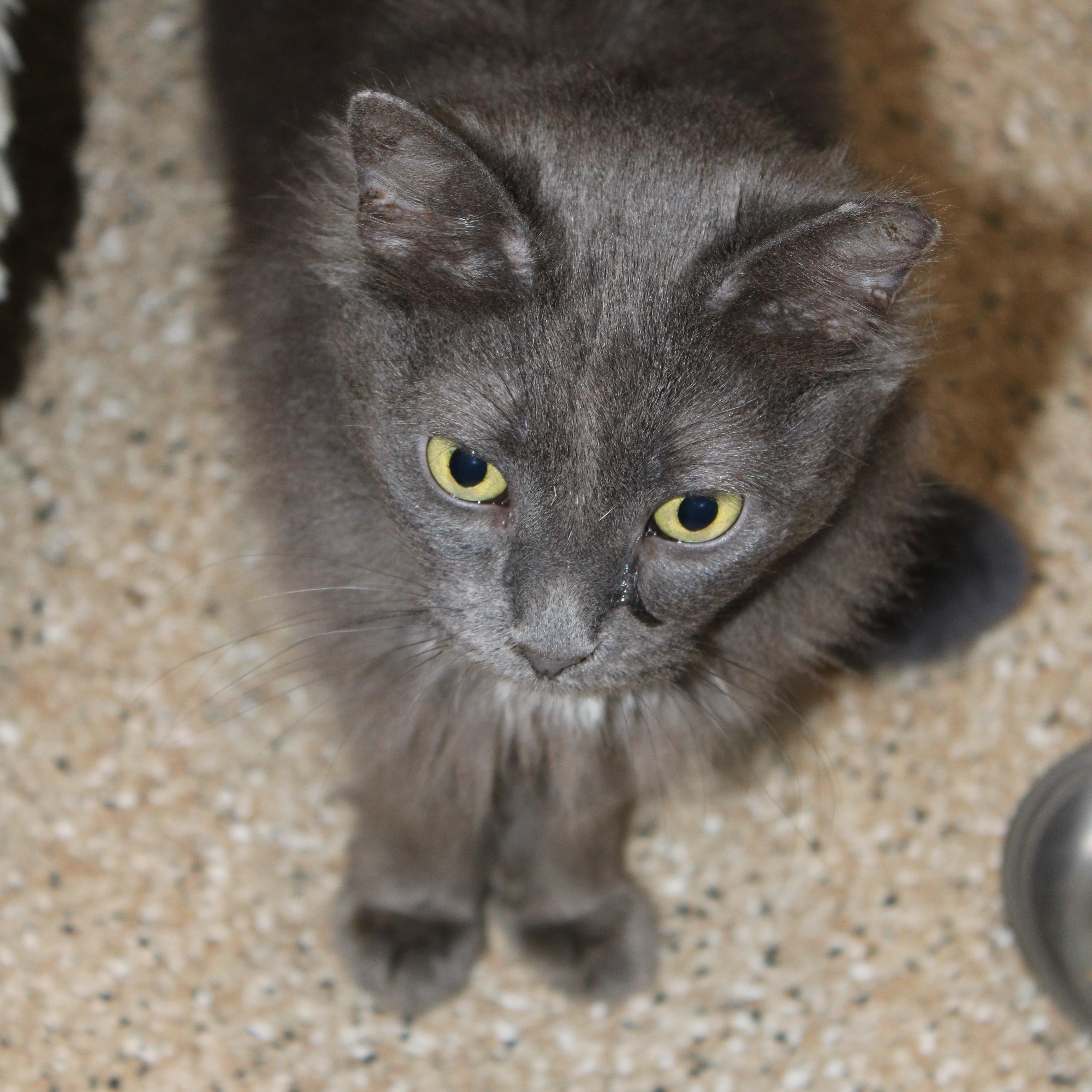 Enlarge Lily, a Adoptable Domestic Long Hair in Lombard, IL image 1/3