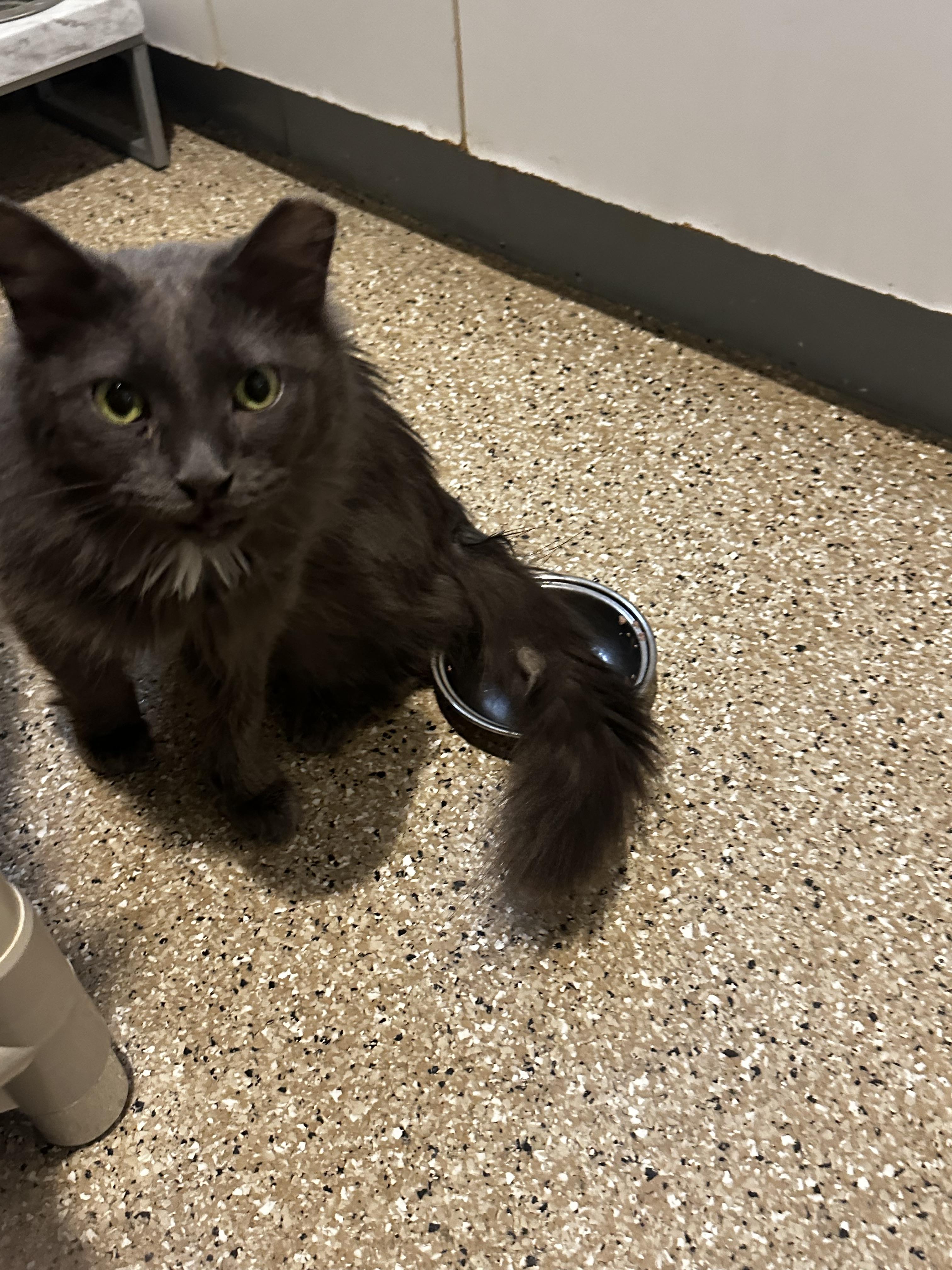 Enlarge Lily, a Adoptable Domestic Long Hair in Lombard, IL image 2/3