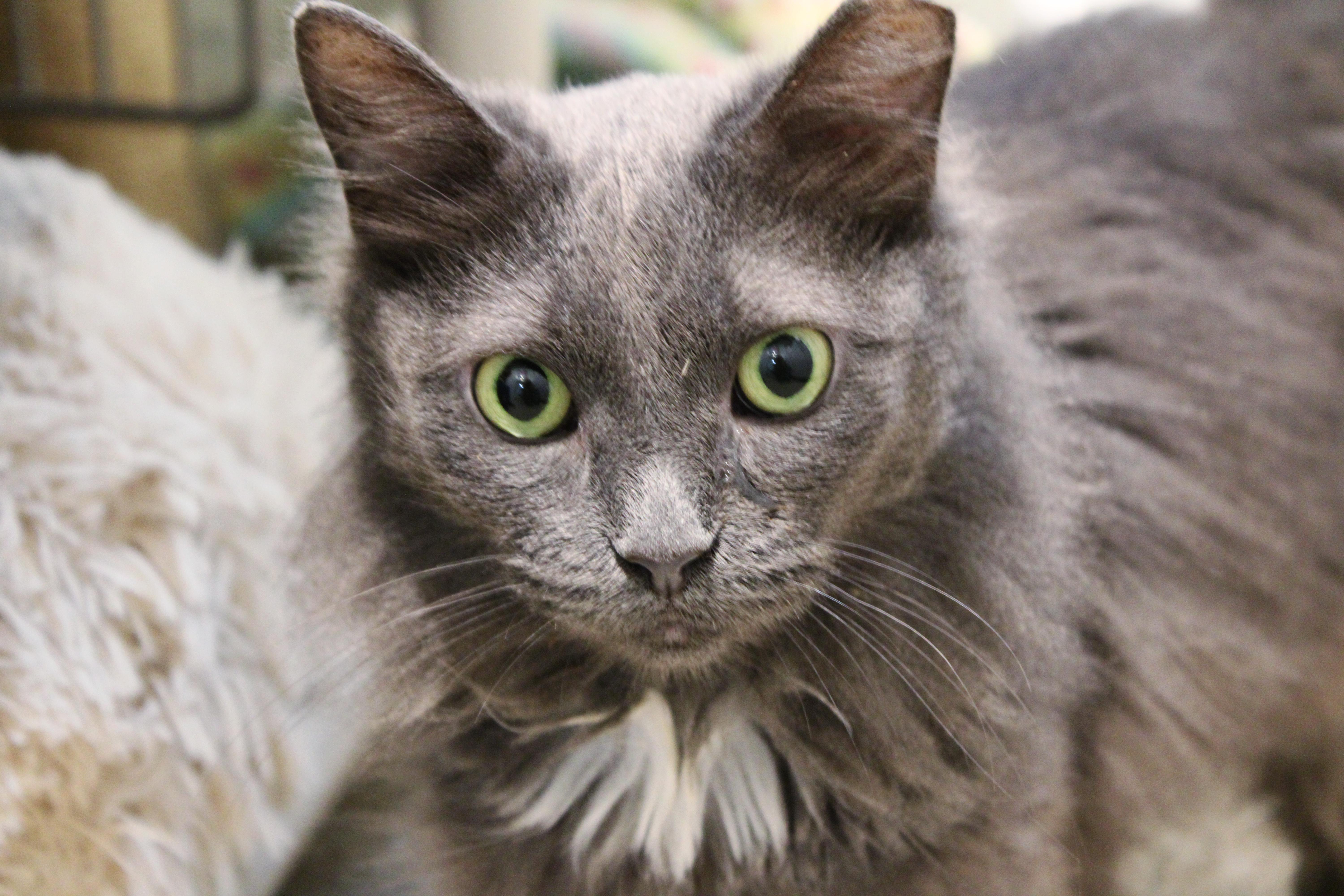 Enlarge Lily, a Adoptable Domestic Long Hair in Lombard, IL image 3/3