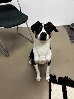 Bear, Adoptable, Adult Male Mixed Breed & Mixed Breed.