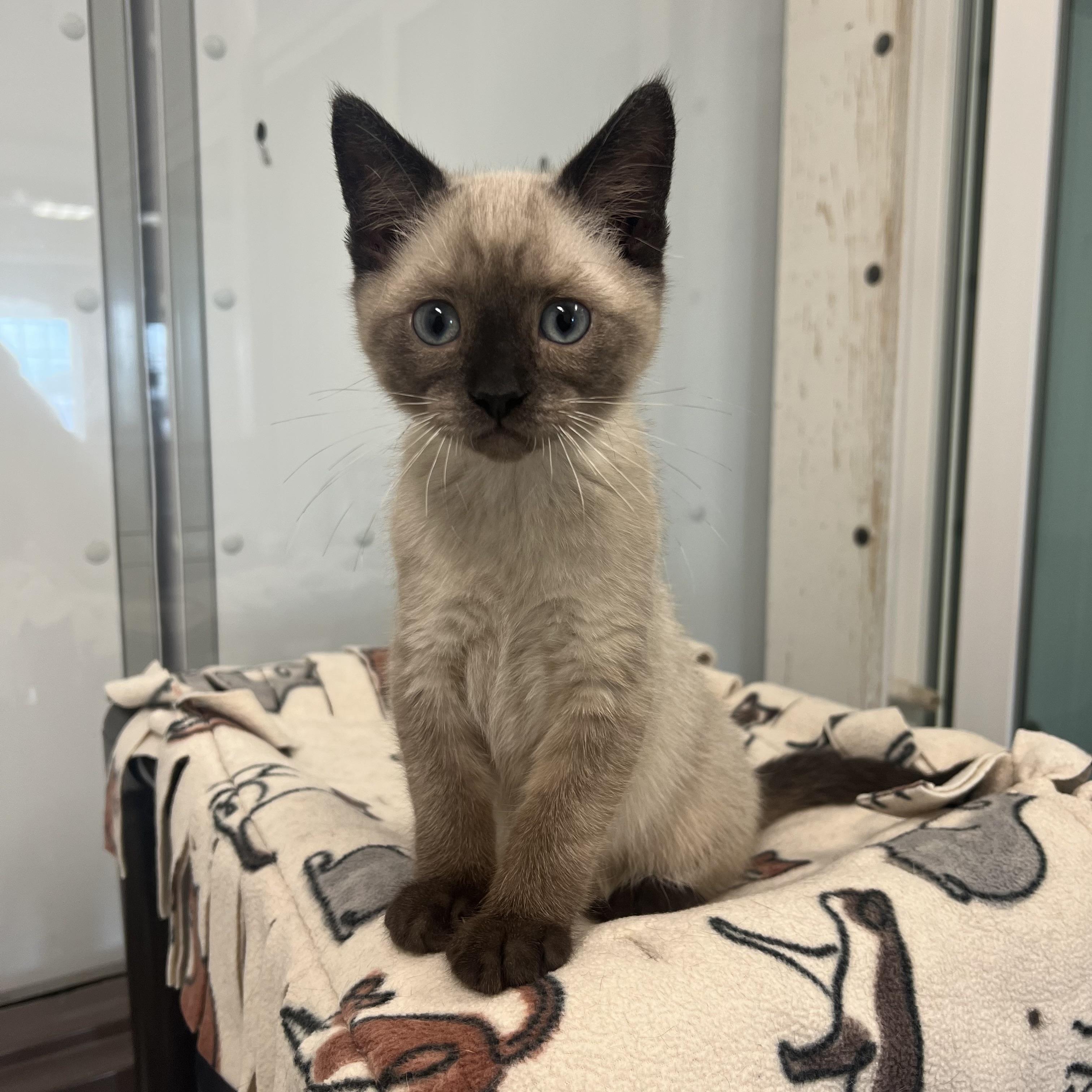 Yeti, a ADOPTABLE mixed breed in Fairmont, MN image 1/6