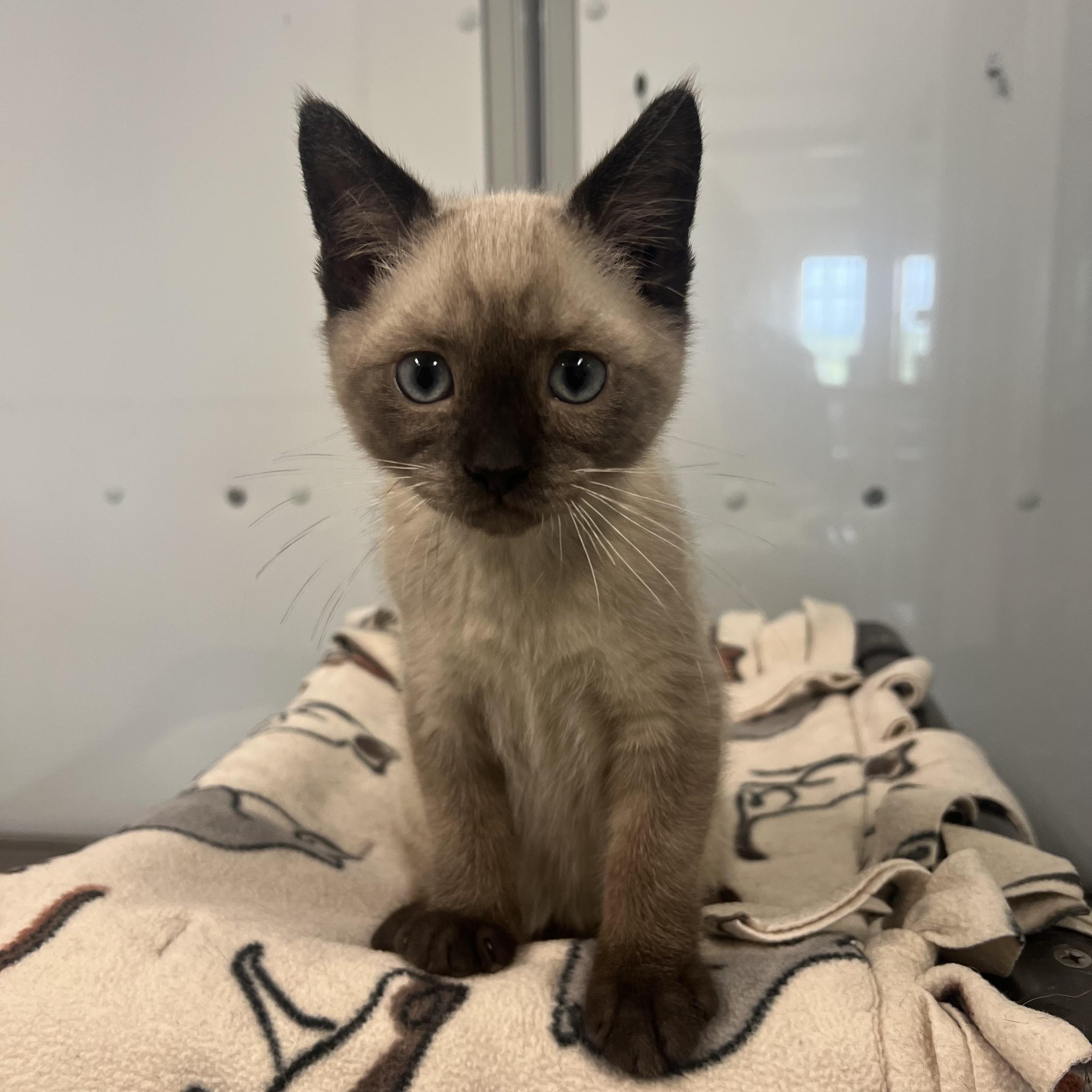 Yeti, a ADOPTABLE mixed breed in Fairmont, MN image 6/6
