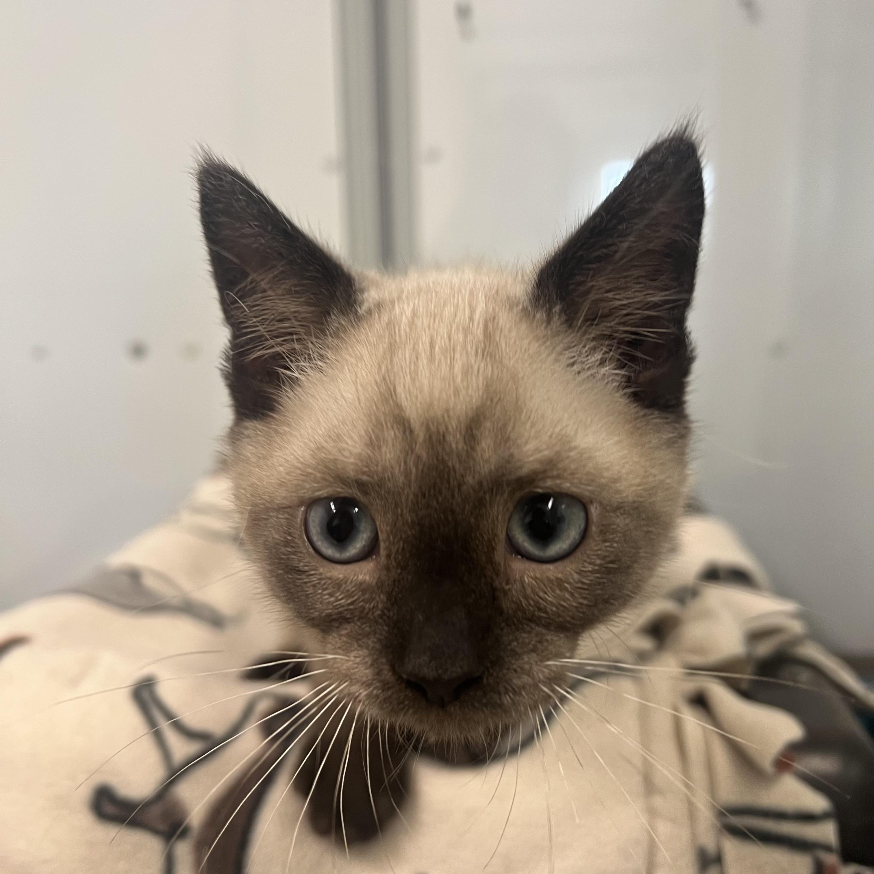 Yeti, a ADOPTABLE mixed breed in Fairmont, MN image 3/6