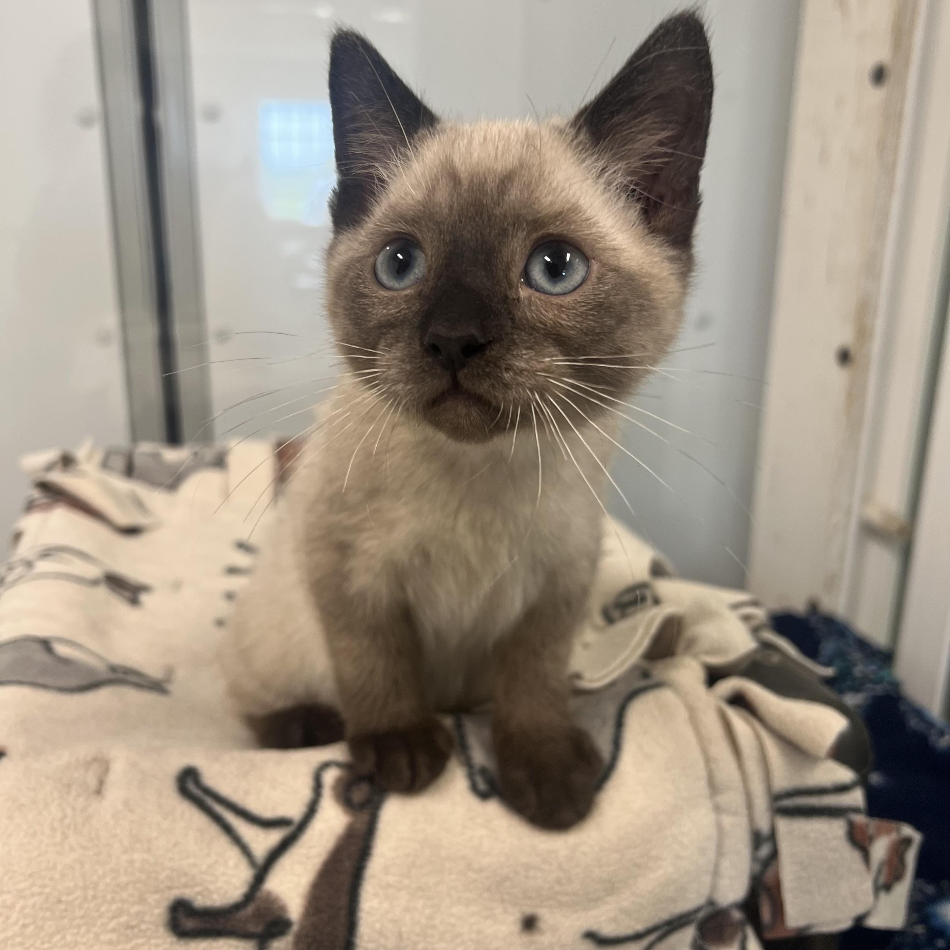 Yeti, a ADOPTABLE mixed breed in Fairmont, MN image 4/6
