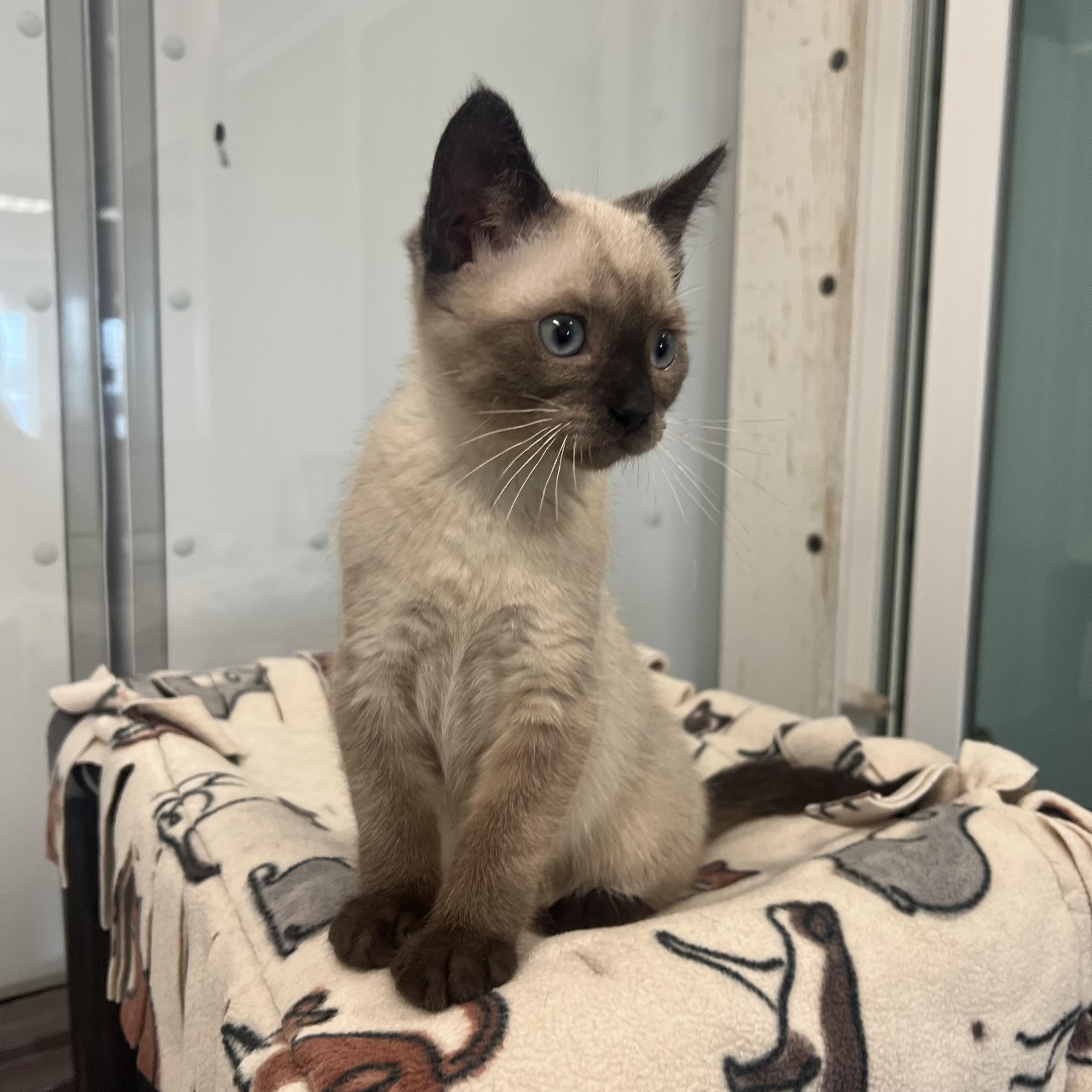 Yeti, a ADOPTABLE mixed breed in Fairmont, MN image 5/6