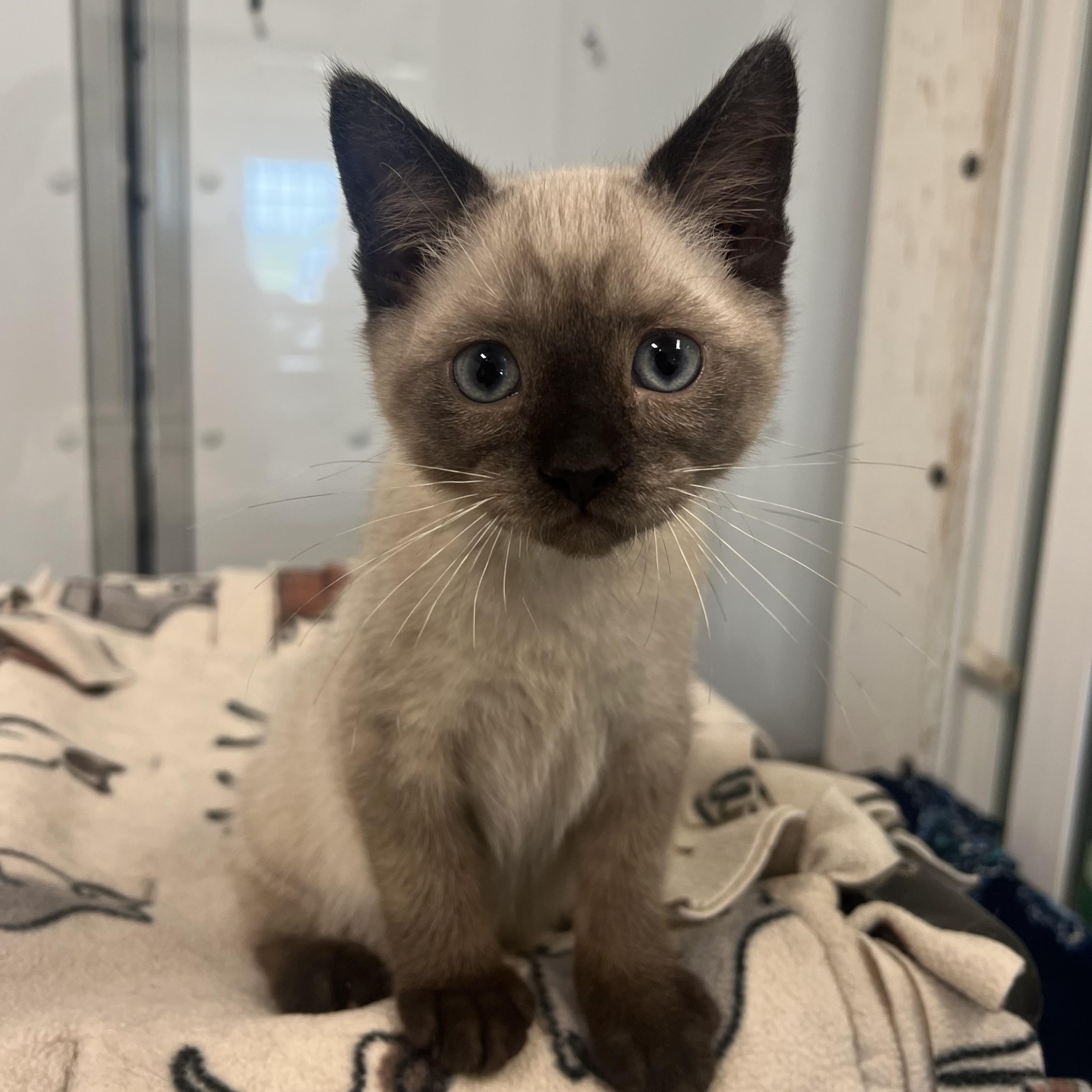 Yeti, a ADOPTABLE mixed breed in Fairmont, MN image 2/6