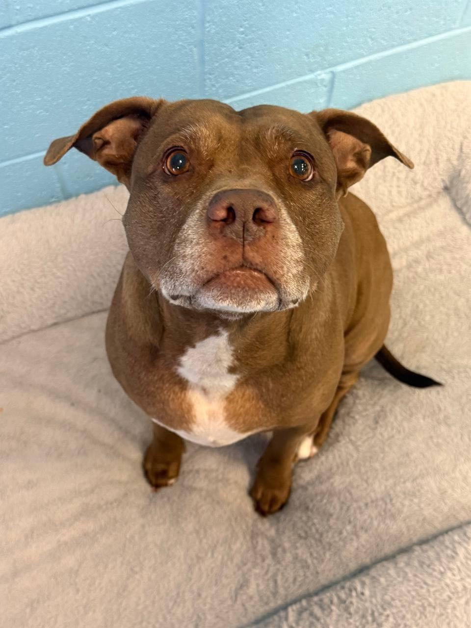 Brooklyn, ADOPTABLE, Adult Female American Staffordshire Terrier & Pit Bull Terrier.