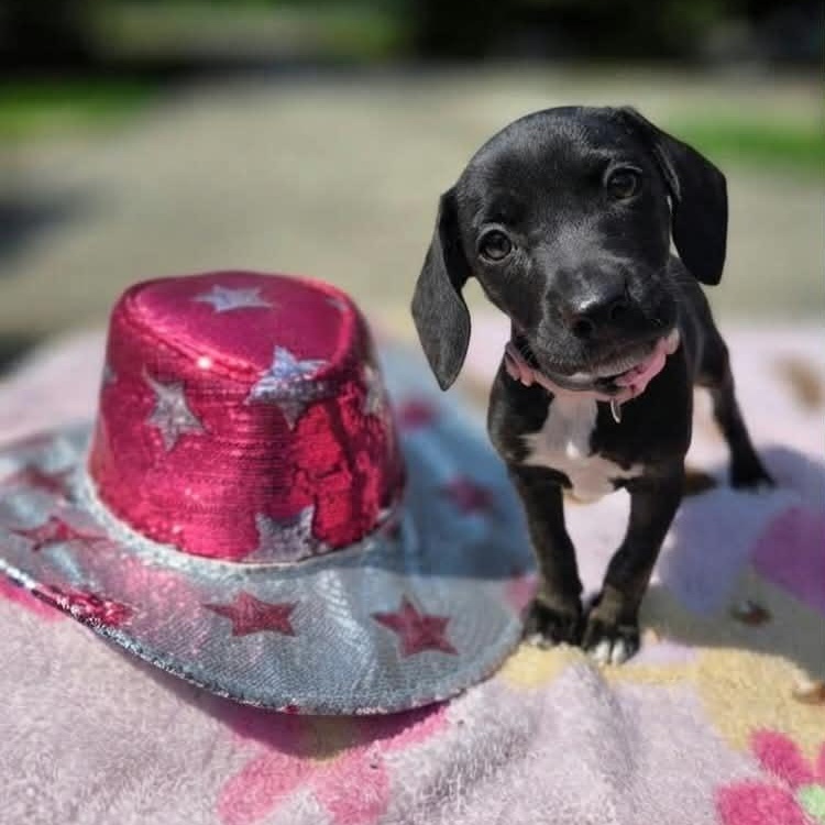 Enlarge Dolly, a Adoptable mixed breed in McHenry, IL image 2/2