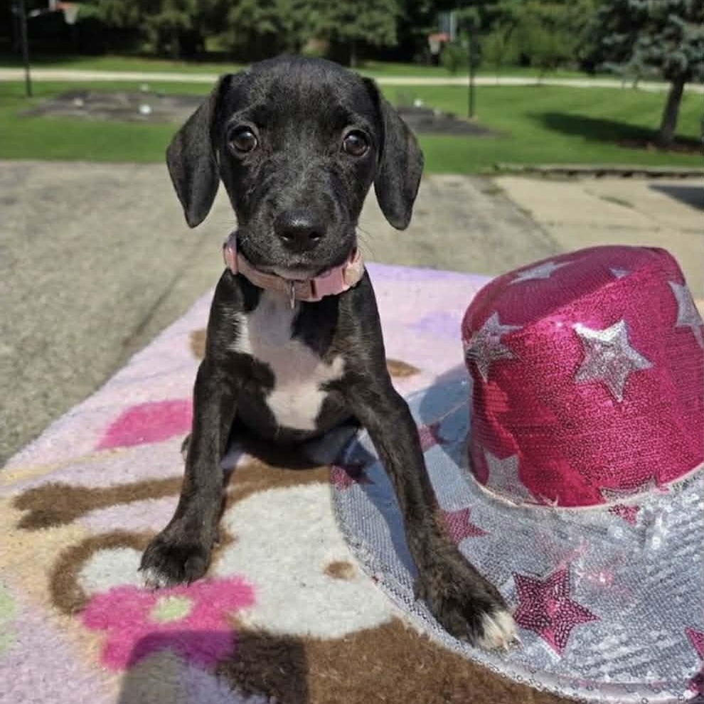 Dolly, Adoptable, Puppy Female Terrier.