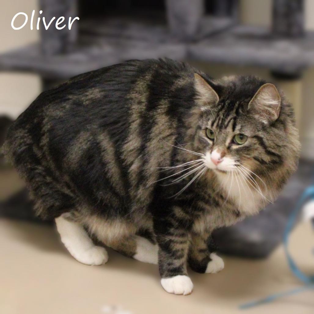 Enlarge Oliver, a Adoptable Domestic Medium Hair in Yucaipa, CA image 1/6