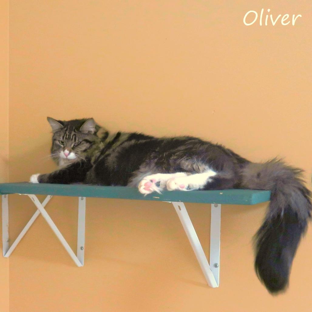 Oliver, Adoptable, Adult Male Domestic Medium Hair.