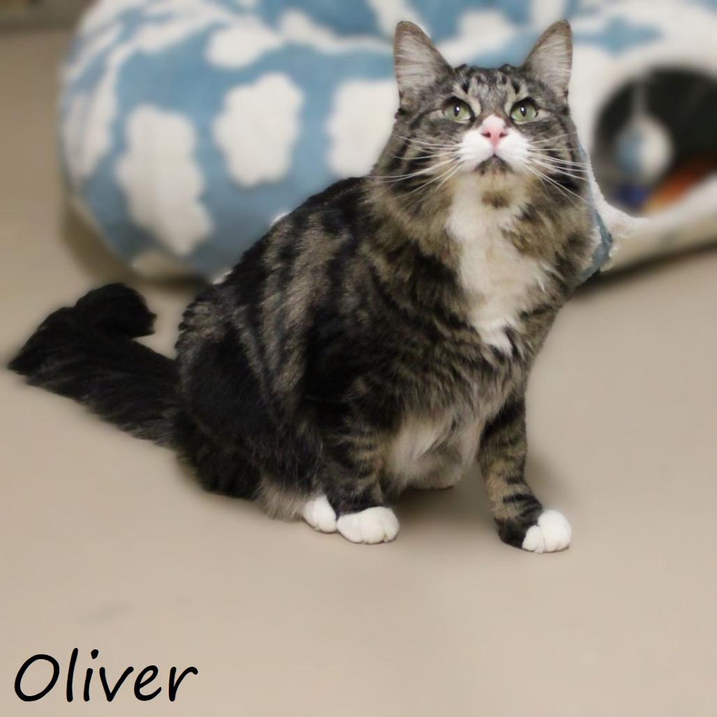 Enlarge Oliver, a Adoptable Domestic Medium Hair in Yucaipa, CA image 2/6