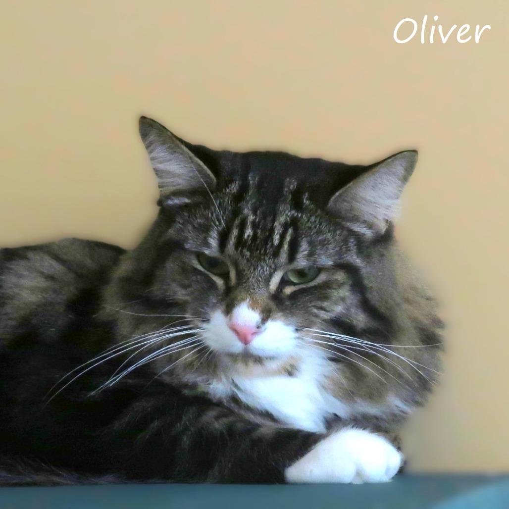 Enlarge Oliver, a Adoptable Domestic Medium Hair in Yucaipa, CA image 1/4