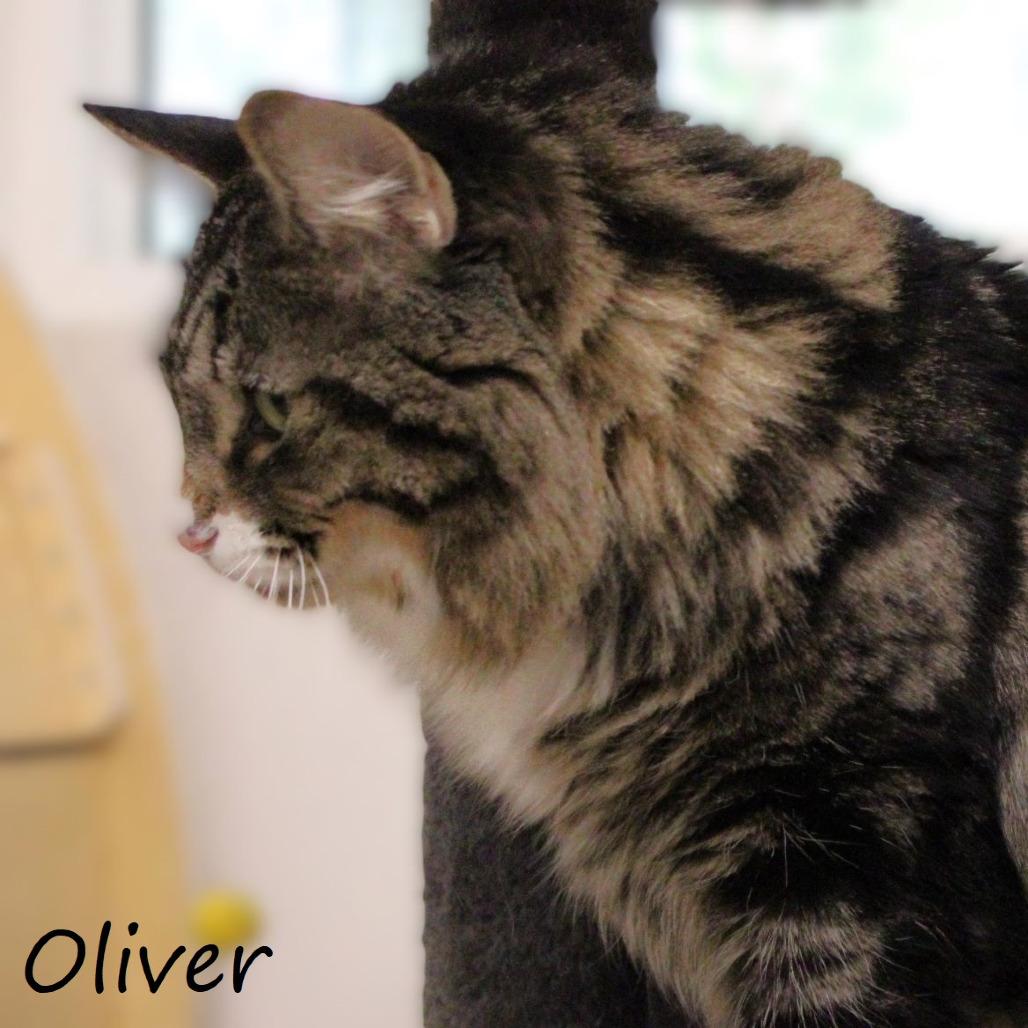 Enlarge Oliver, a Adoptable Domestic Medium Hair in Yucaipa, CA image 2/6
