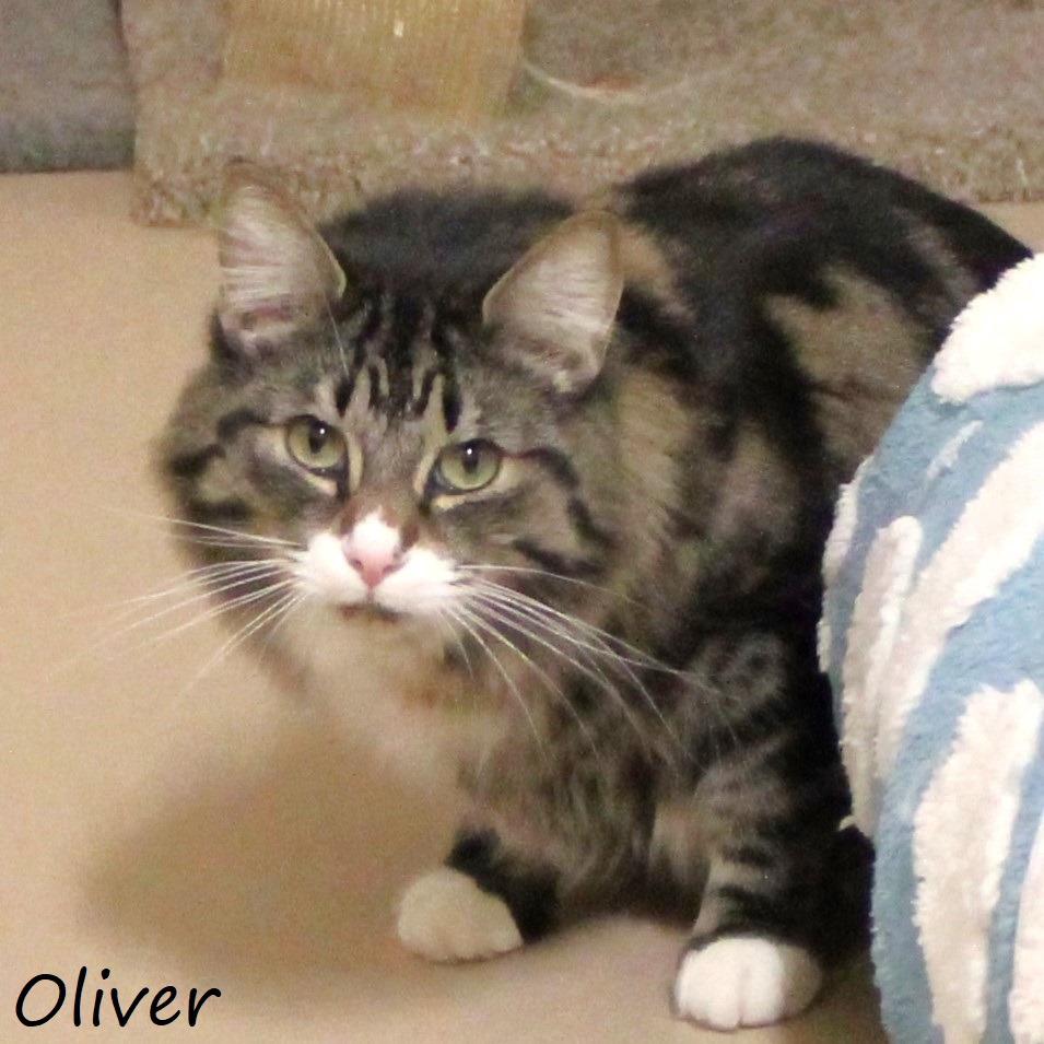 Enlarge Oliver, a Adoptable Domestic Medium Hair in Yucaipa, CA image 3/6