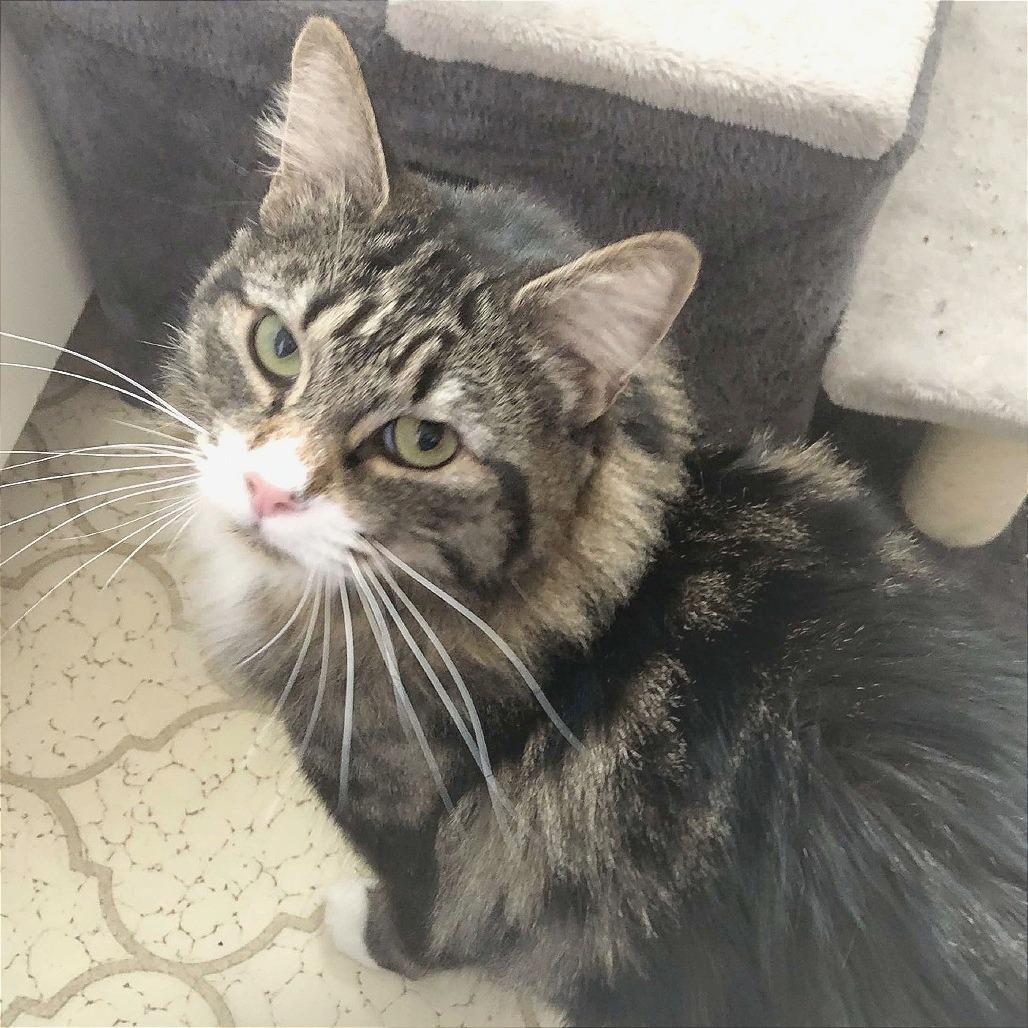 Enlarge Oliver, a Adoptable Domestic Medium Hair in Yucaipa, CA image 1/1