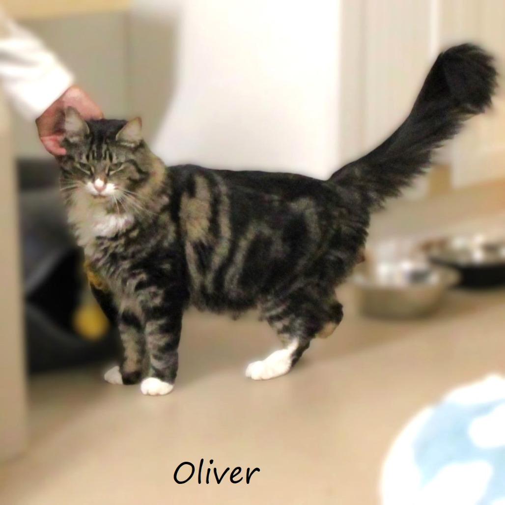 Enlarge Oliver, a Adoptable Domestic Medium Hair in Yucaipa, CA image 4/6
