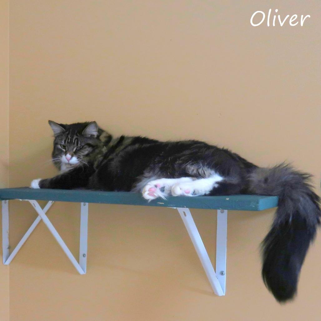 Enlarge Oliver, a Adoptable Domestic Medium Hair in Yucaipa, CA image 2/4