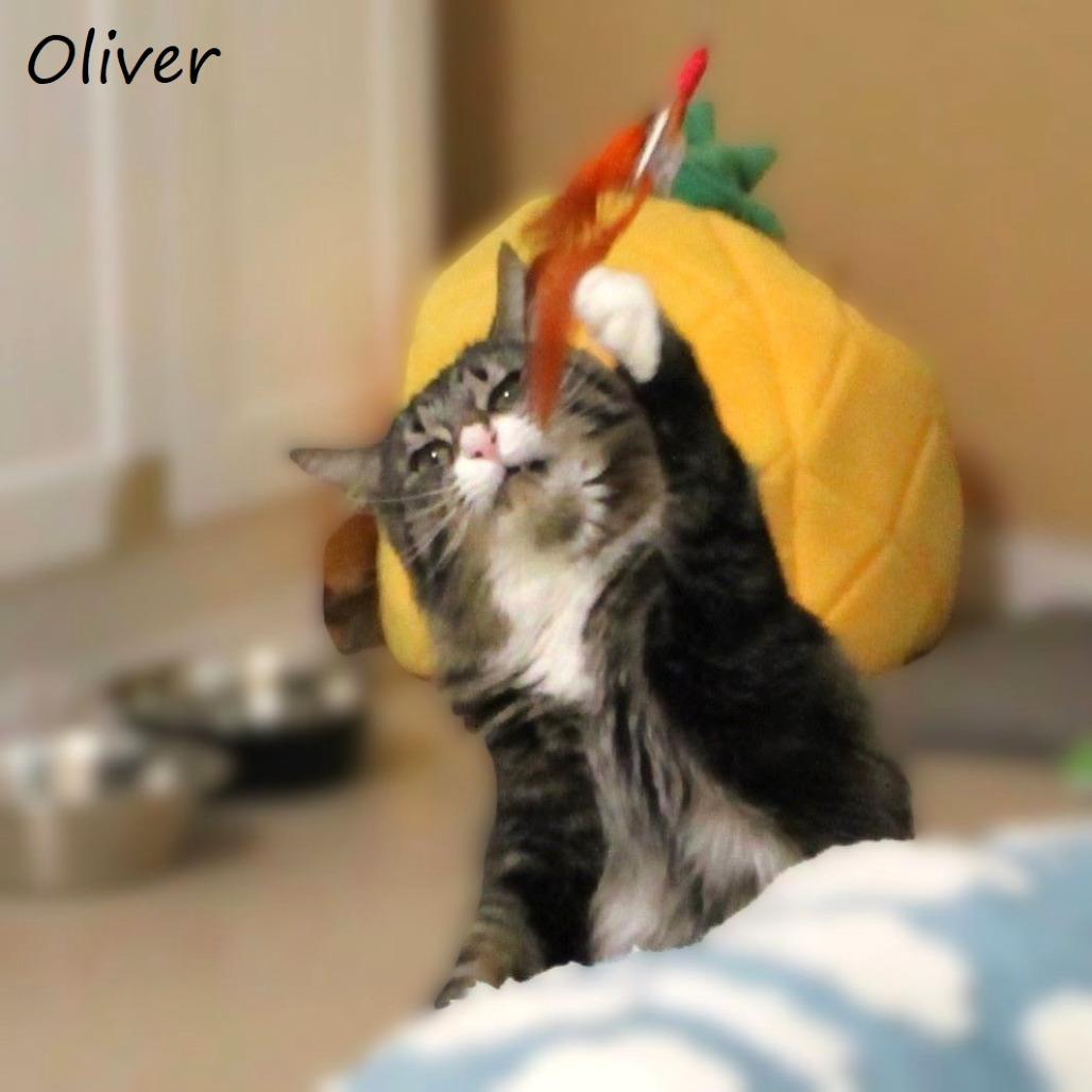 Enlarge Oliver, a Adoptable Domestic Medium Hair in Yucaipa, CA image 5/6
