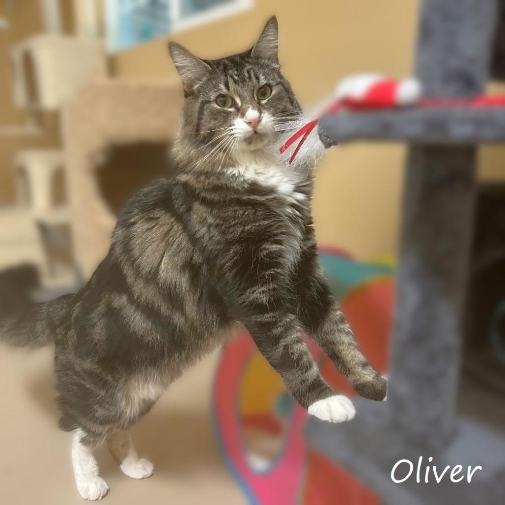 Enlarge Oliver, a Adoptable Domestic Medium Hair in Yucaipa, CA image 3/4
