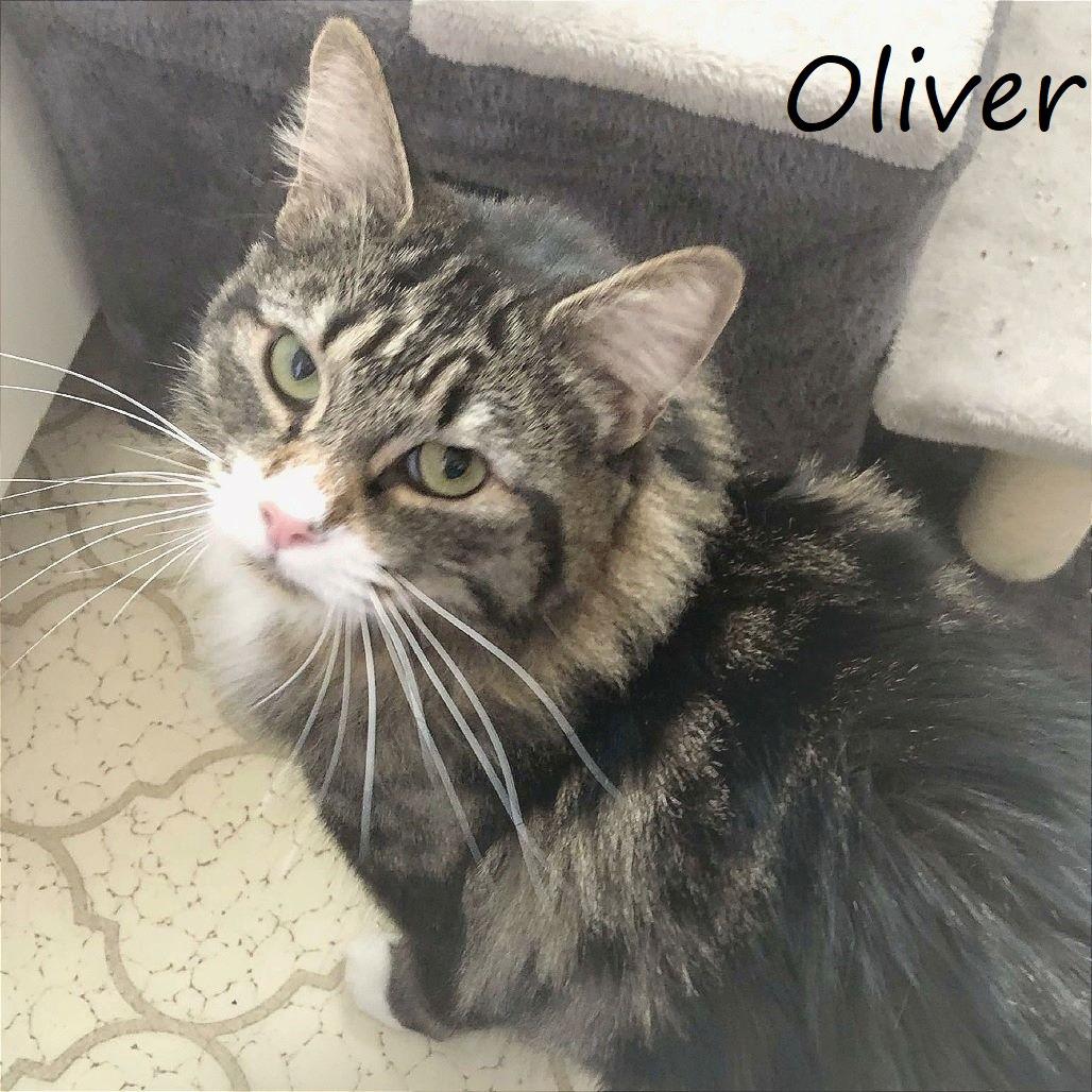 Enlarge Oliver, a Adoptable Domestic Medium Hair in Yucaipa, CA image 3/4