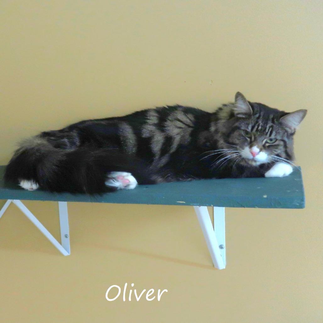 Enlarge Oliver, a Adoptable Domestic Medium Hair in Yucaipa, CA image 4/4