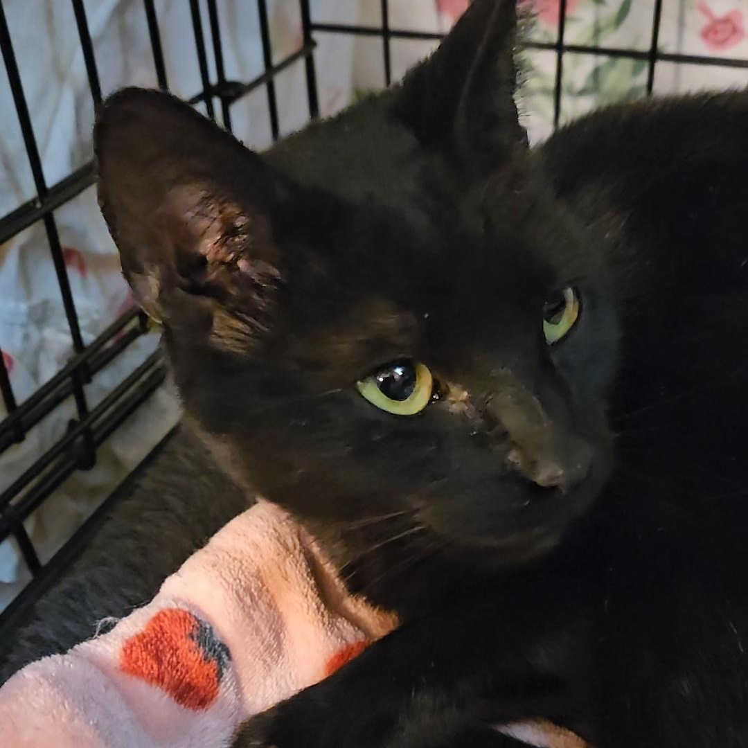 RUBY N. ~ Devoted and kind Bombay Cat