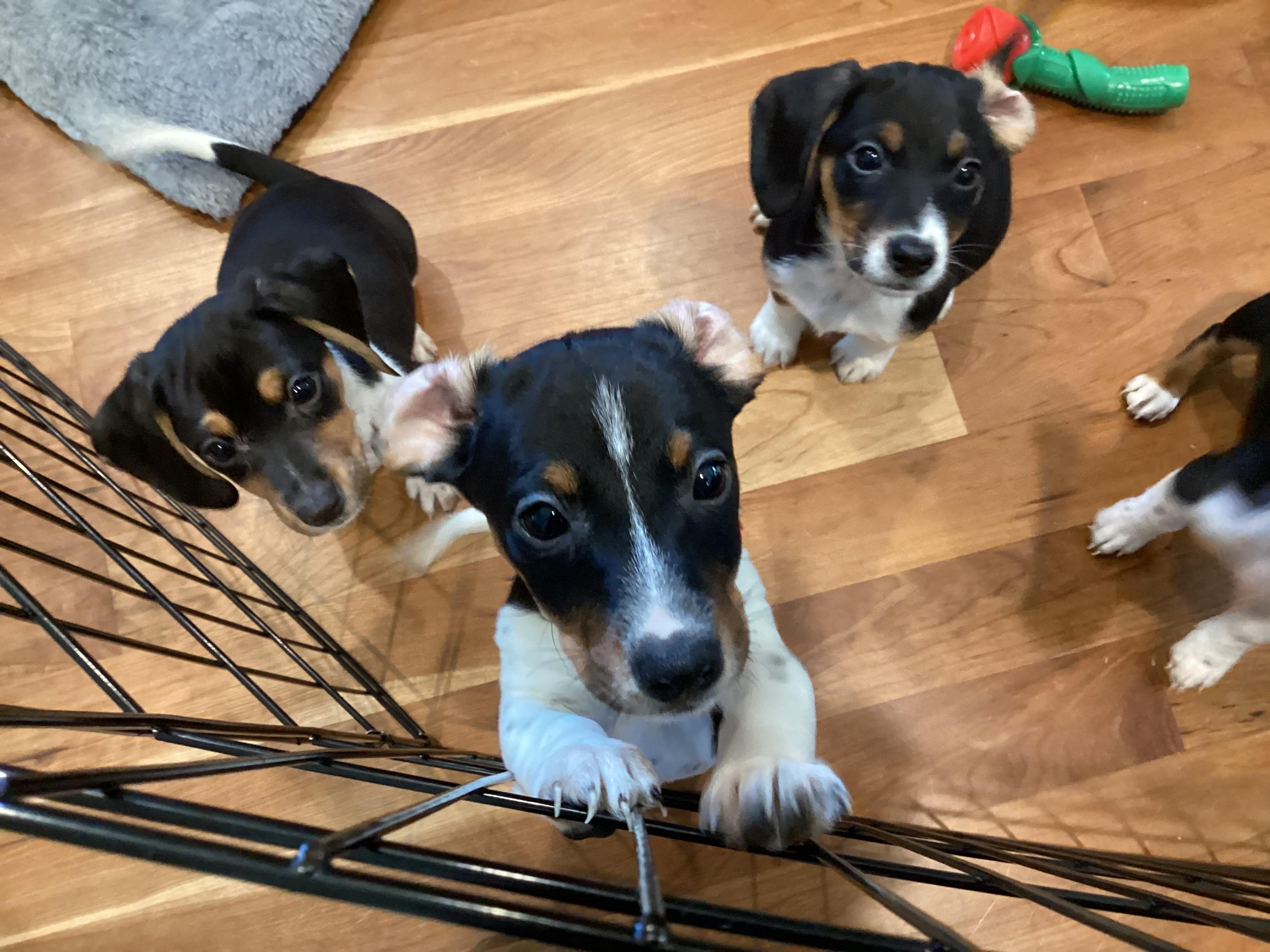 Enlarge Adia, a ADOPTABLE mixed breed in Barnegat, NJ image 2/4