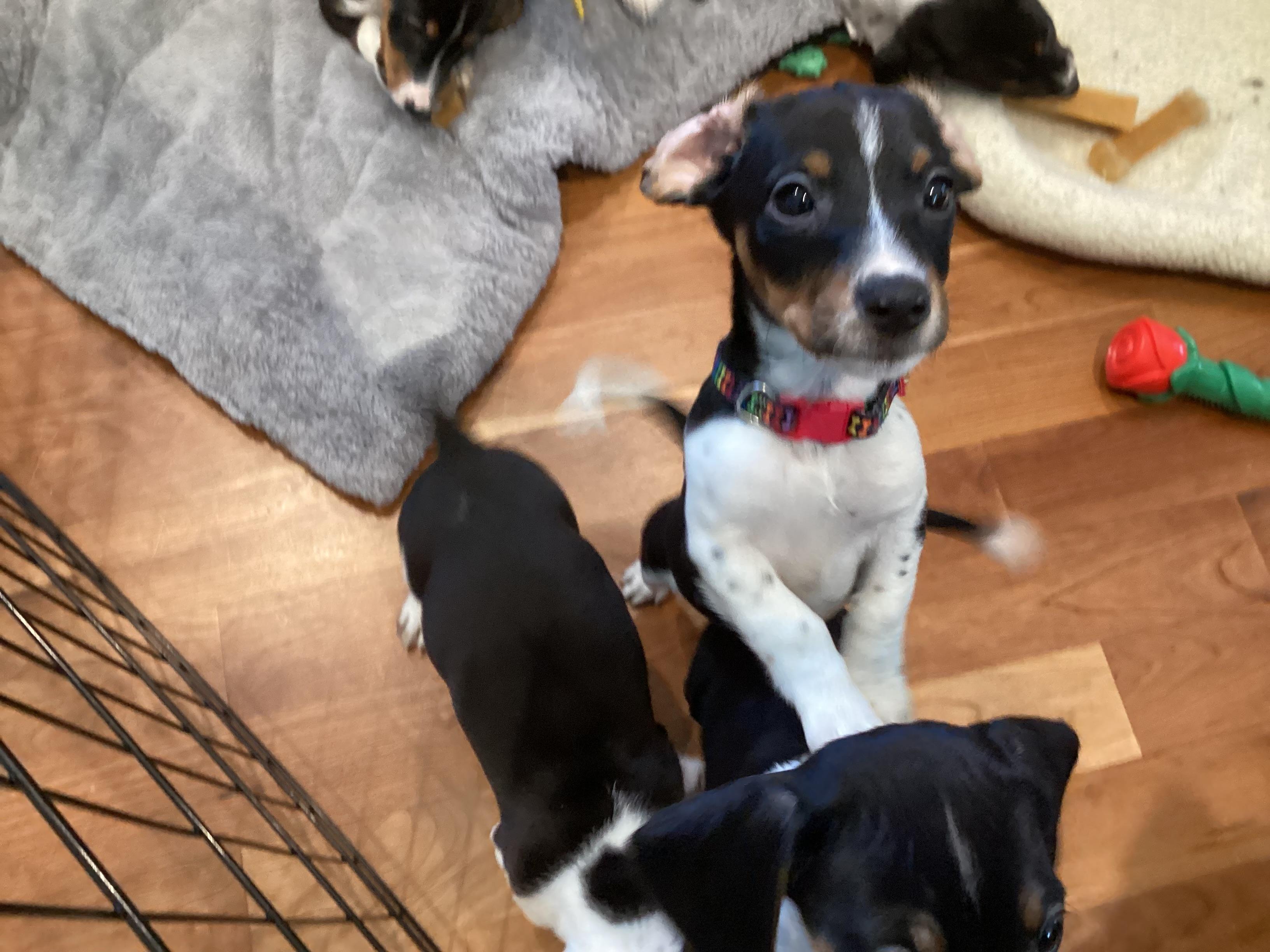 Enlarge Adia, a ADOPTABLE mixed breed in Barnegat, NJ image 3/4