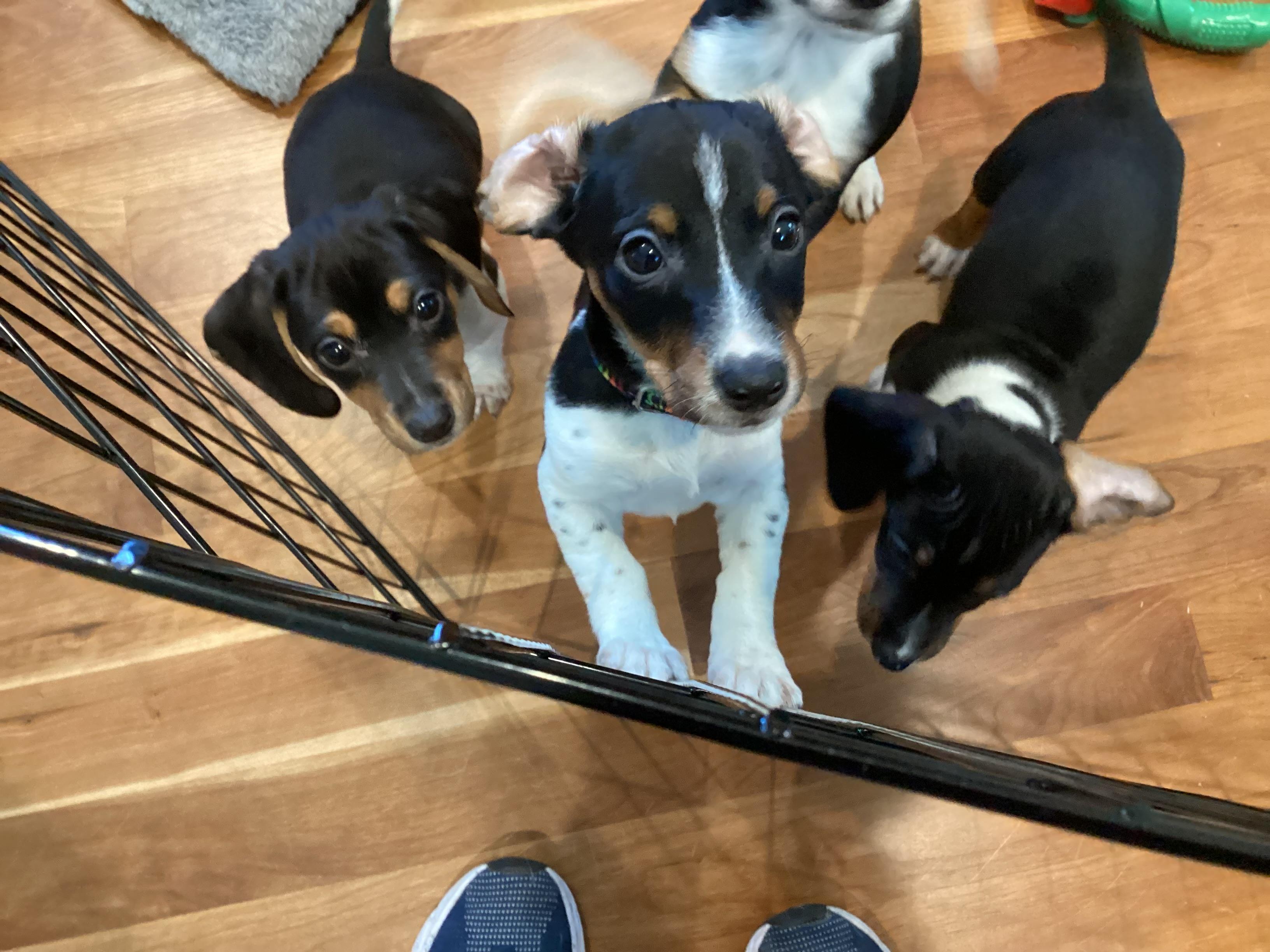 Enlarge Adia, a ADOPTABLE mixed breed in Barnegat, NJ image 4/4