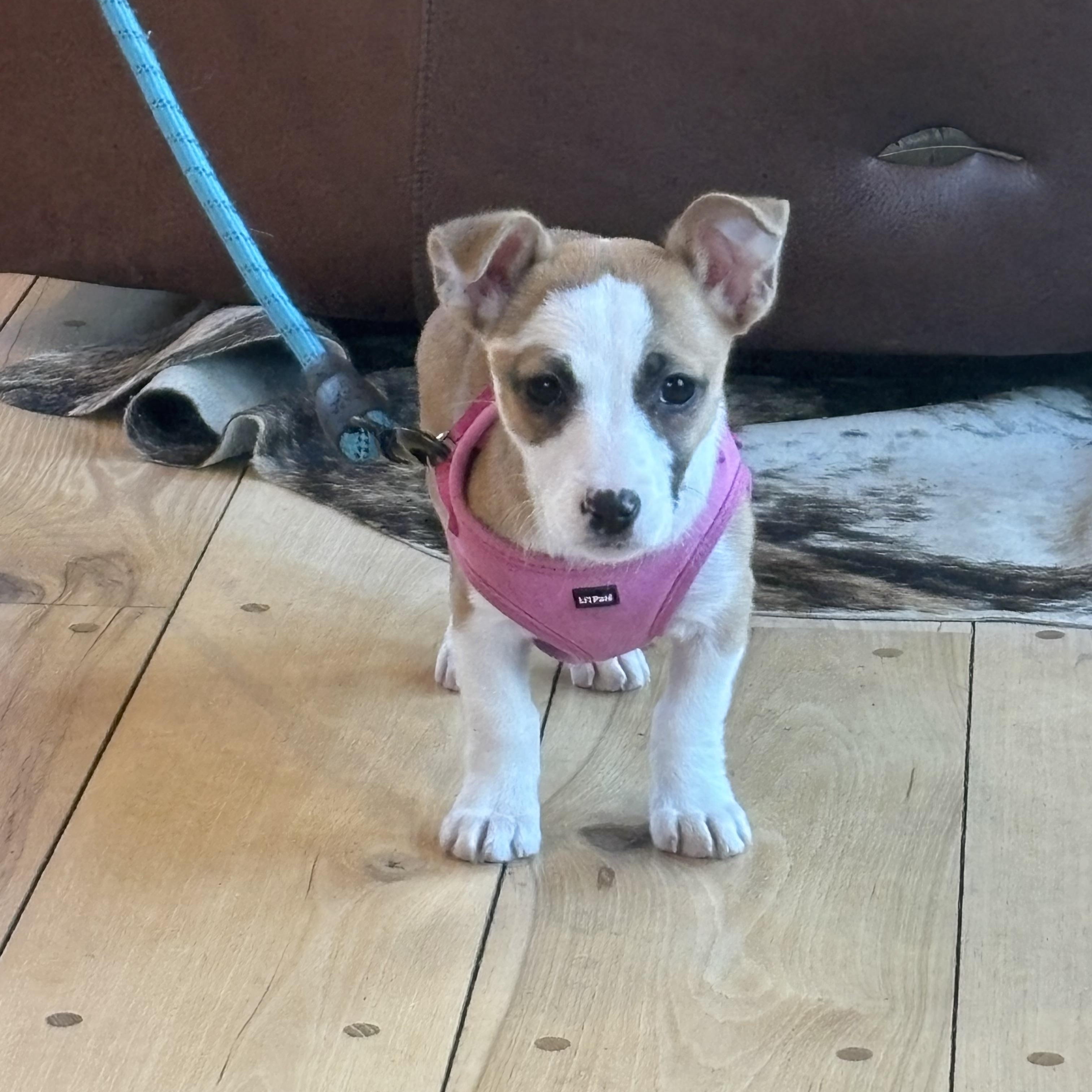 Libi, a ADOPTABLE mixed breed in Maiden, NC image 3/3