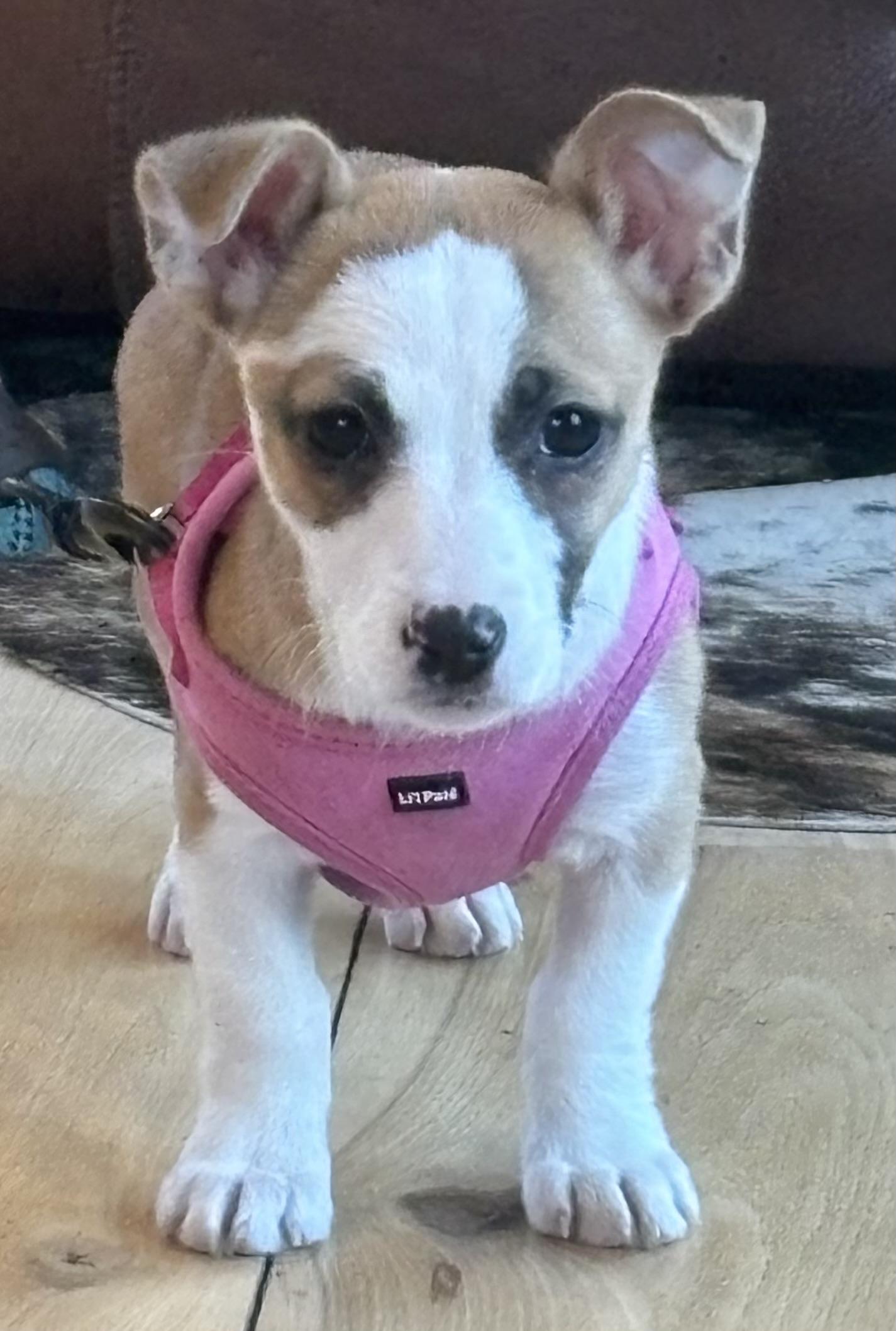Libi, a ADOPTABLE mixed breed in Maiden, NC image 2/3
