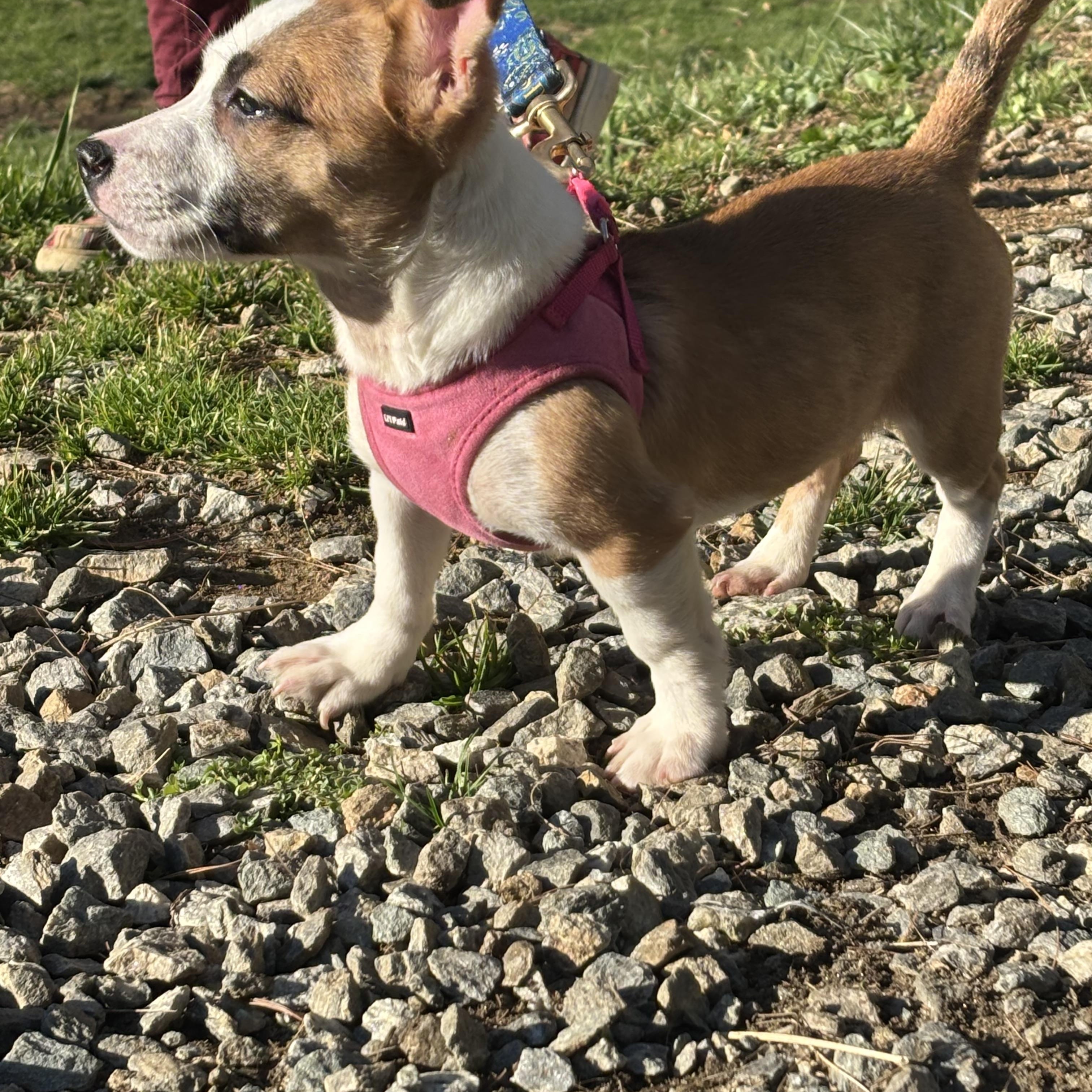 Libi, a ADOPTABLE mixed breed in Maiden, NC image 1/3