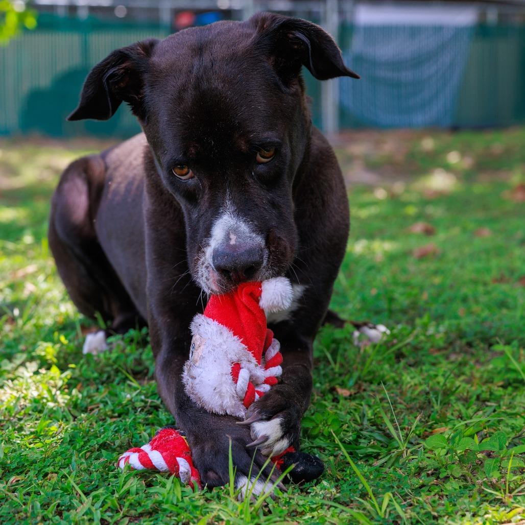 Dunkin, Adoptable, Adult Male Mixed Breed.