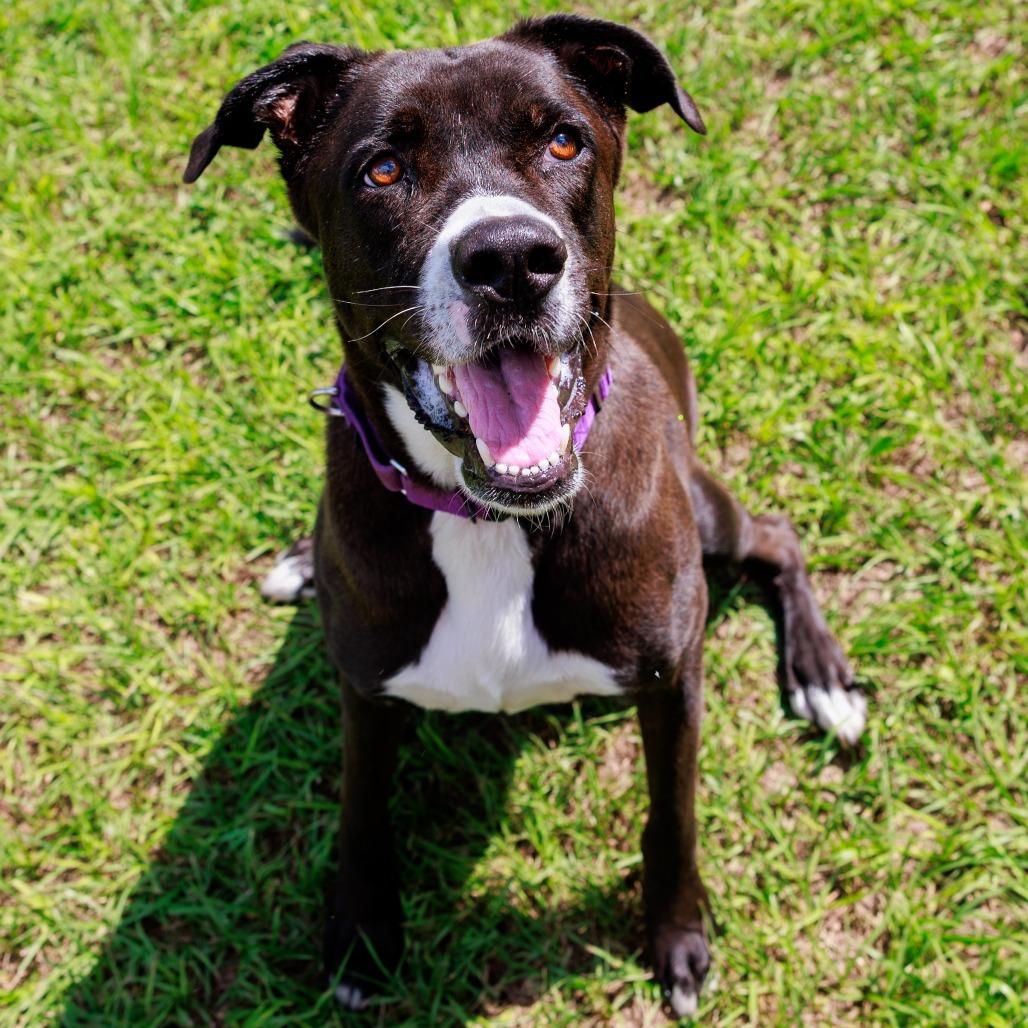 Dunkin, a Adoptable Mixed Breed in Lake Panasoffkee, FL image 3/6