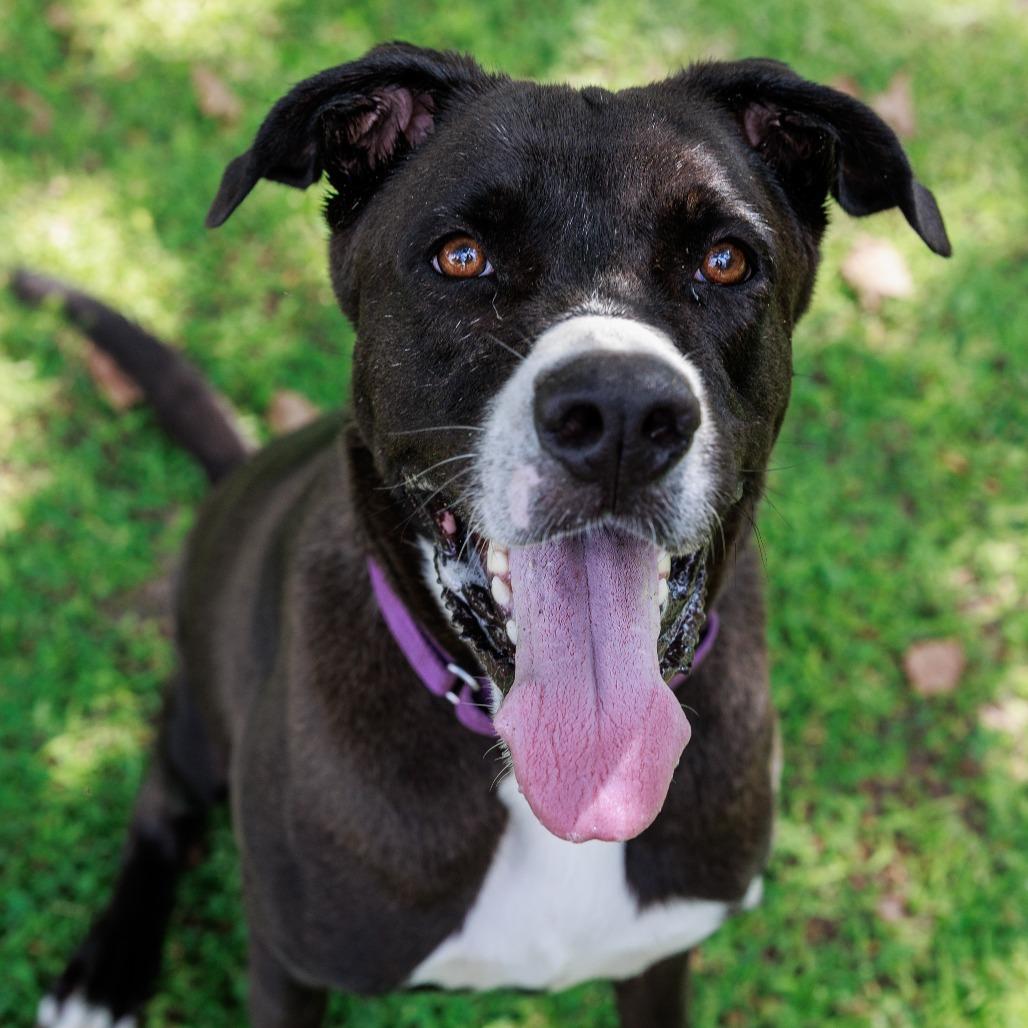 Dunkin, a Adoptable Mixed Breed in Lake Panasoffkee, FL image 5/6