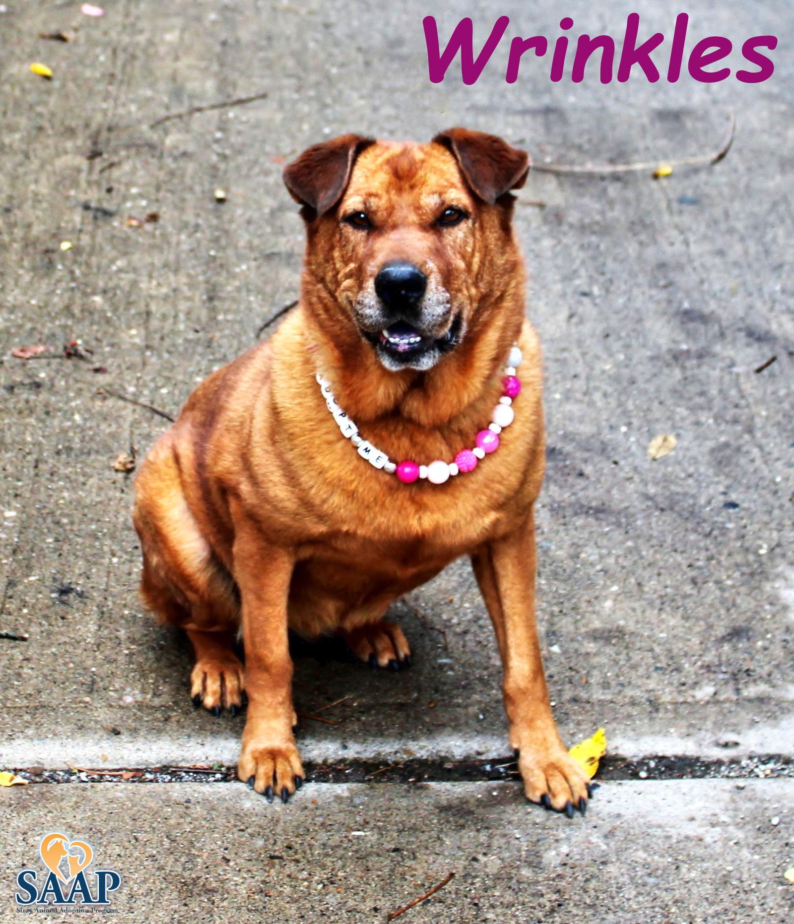 Wrinkles, Adoptable, Senior Female Shar-Pei.