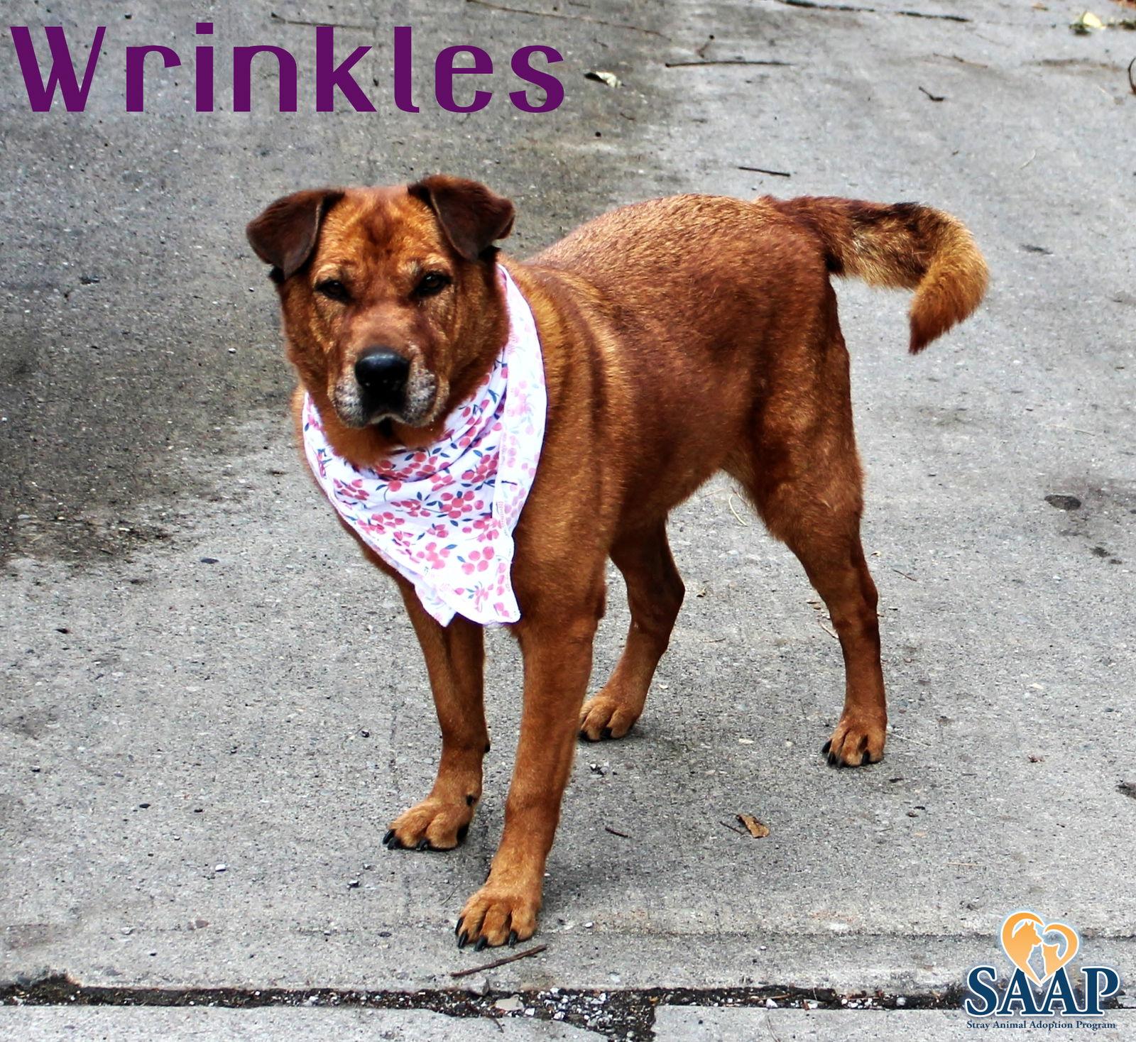 Wrinkles, a Adoptable Shar-Pei in Newport, KY image 2/3