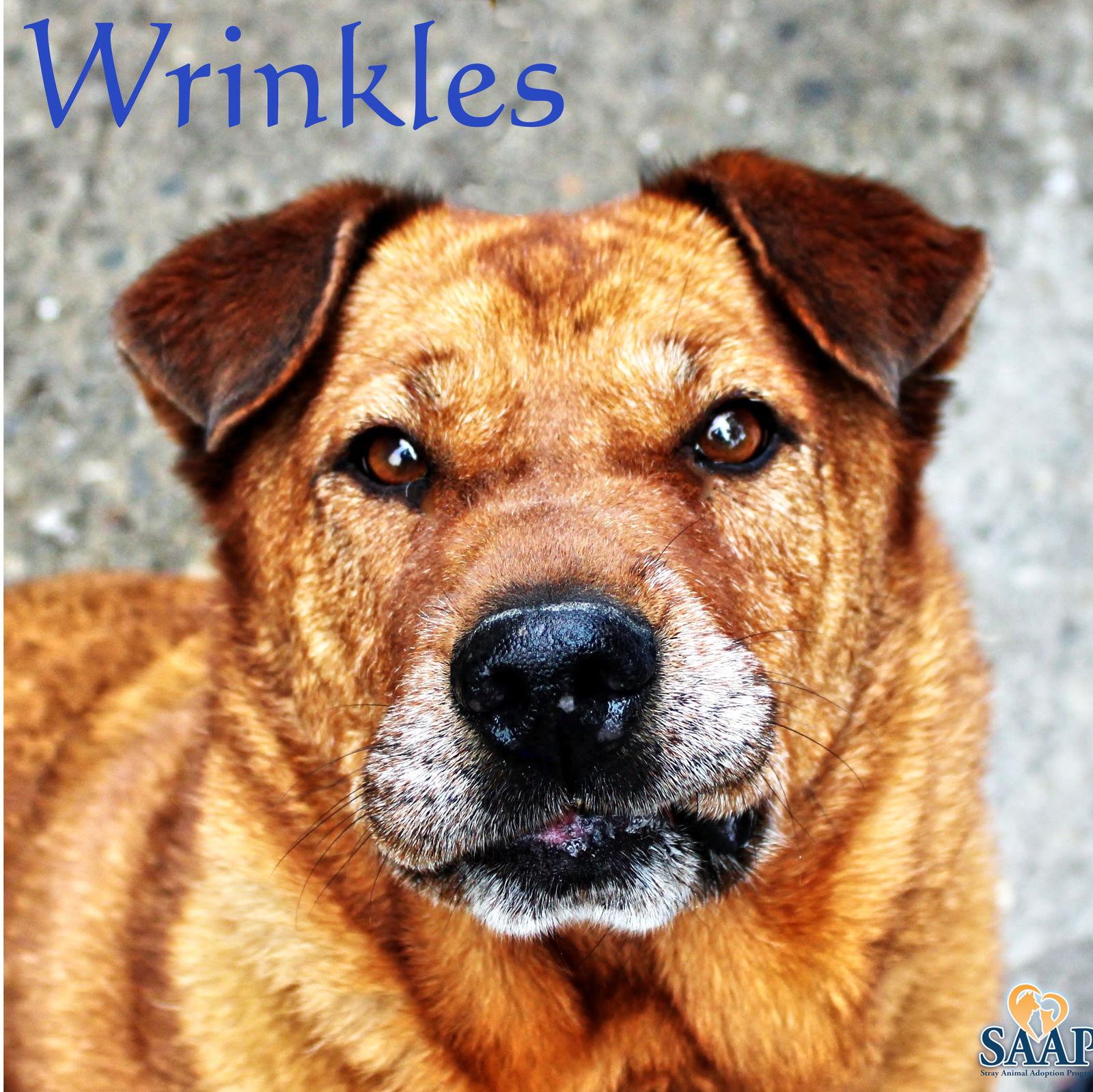 Wrinkles, a Adoptable Shar-Pei in Newport, KY image 3/3