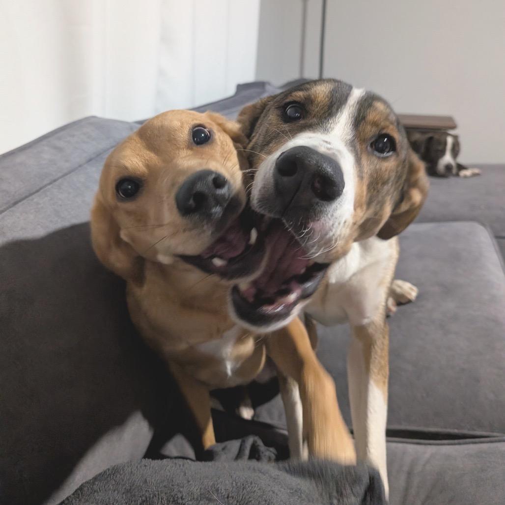 Woody, a Adoptable Mixed Breed in Alexandria, VA image 1/6