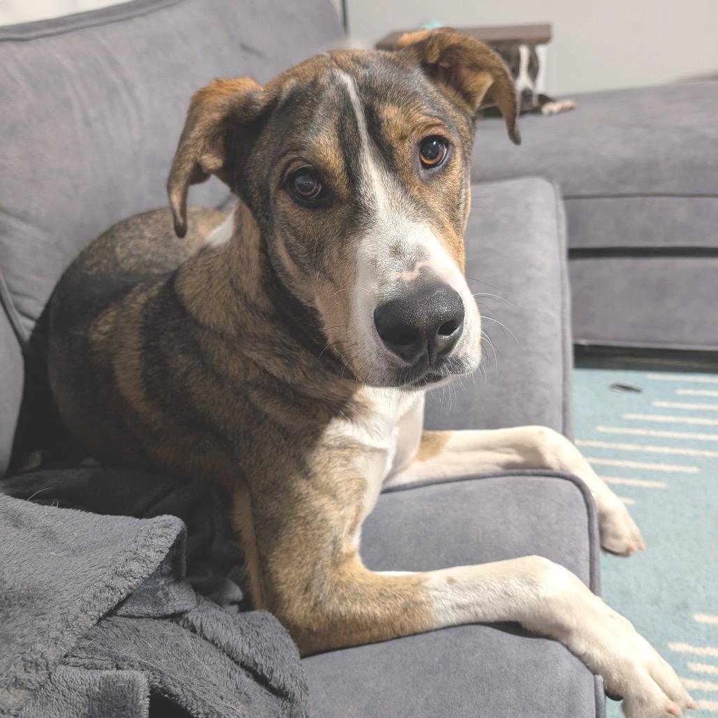 Woody, a Adoptable Mixed Breed in Alexandria, VA image 3/6