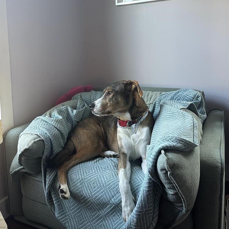 Woody, a Adoptable Mixed Breed in Alexandria, VA image 4/6